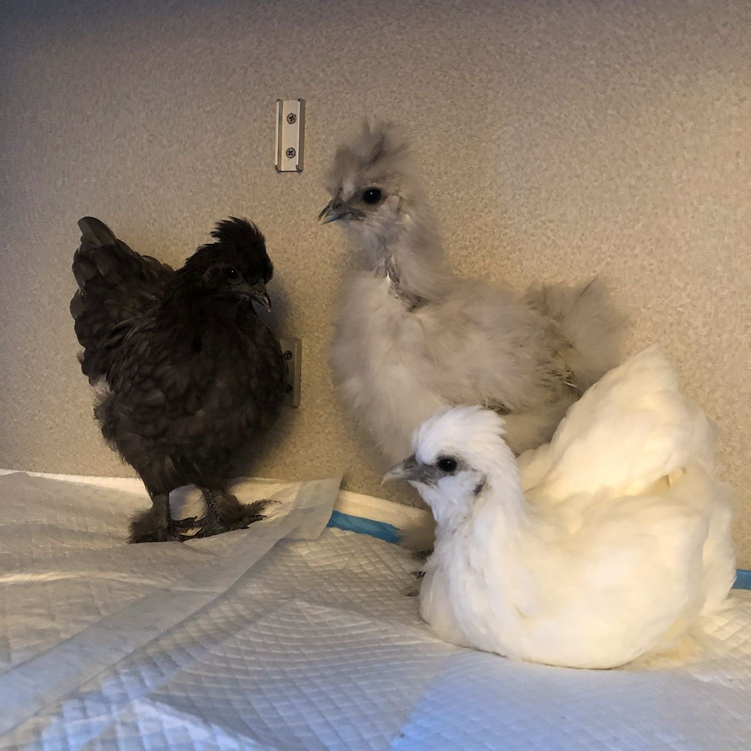 The trio spent their first few weeks inside our sanctuary hospital.