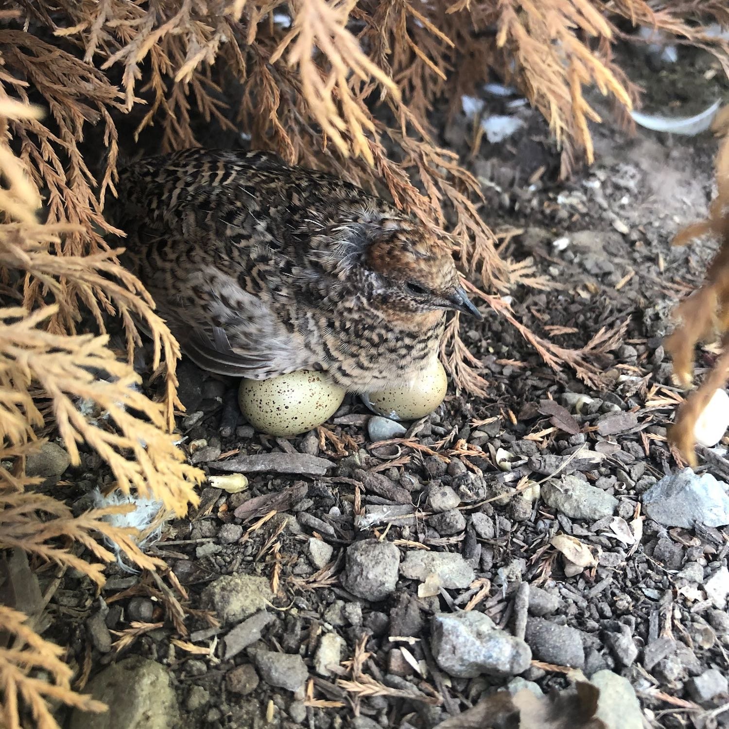 Charlotte sitting on her clutch of tiny beautiful eggs. We didn't allow any eggs to hatch.
