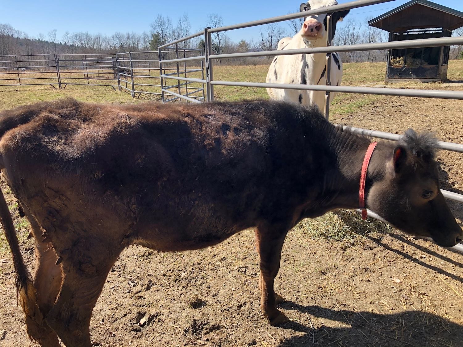 Another pic the day she arrived. It took several months before she trusted us enough to remove the red collar she arrived wearing. Jeanette was so happy to meet her.