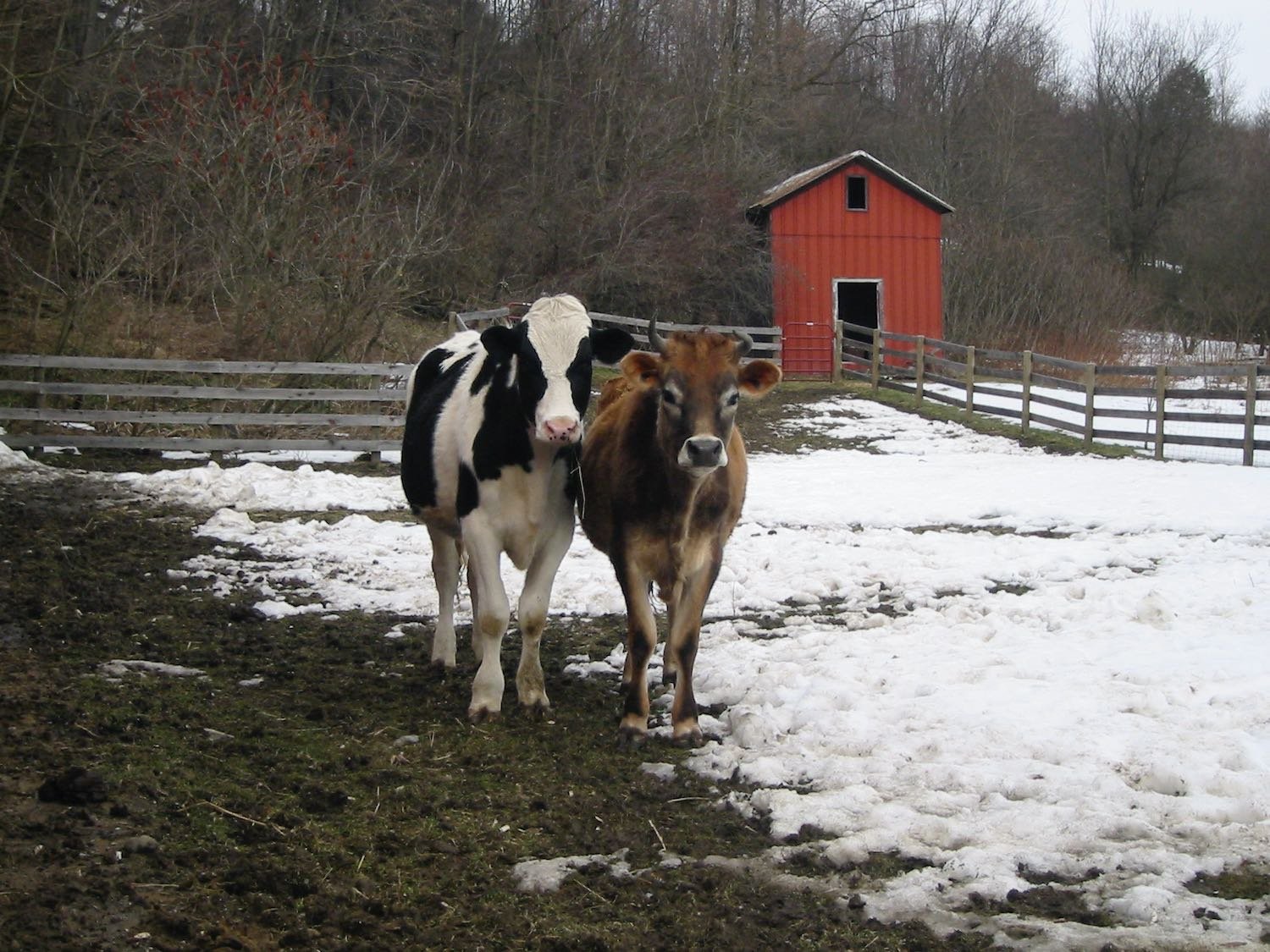 The boys (2 yrs old) at our original sanctuary.