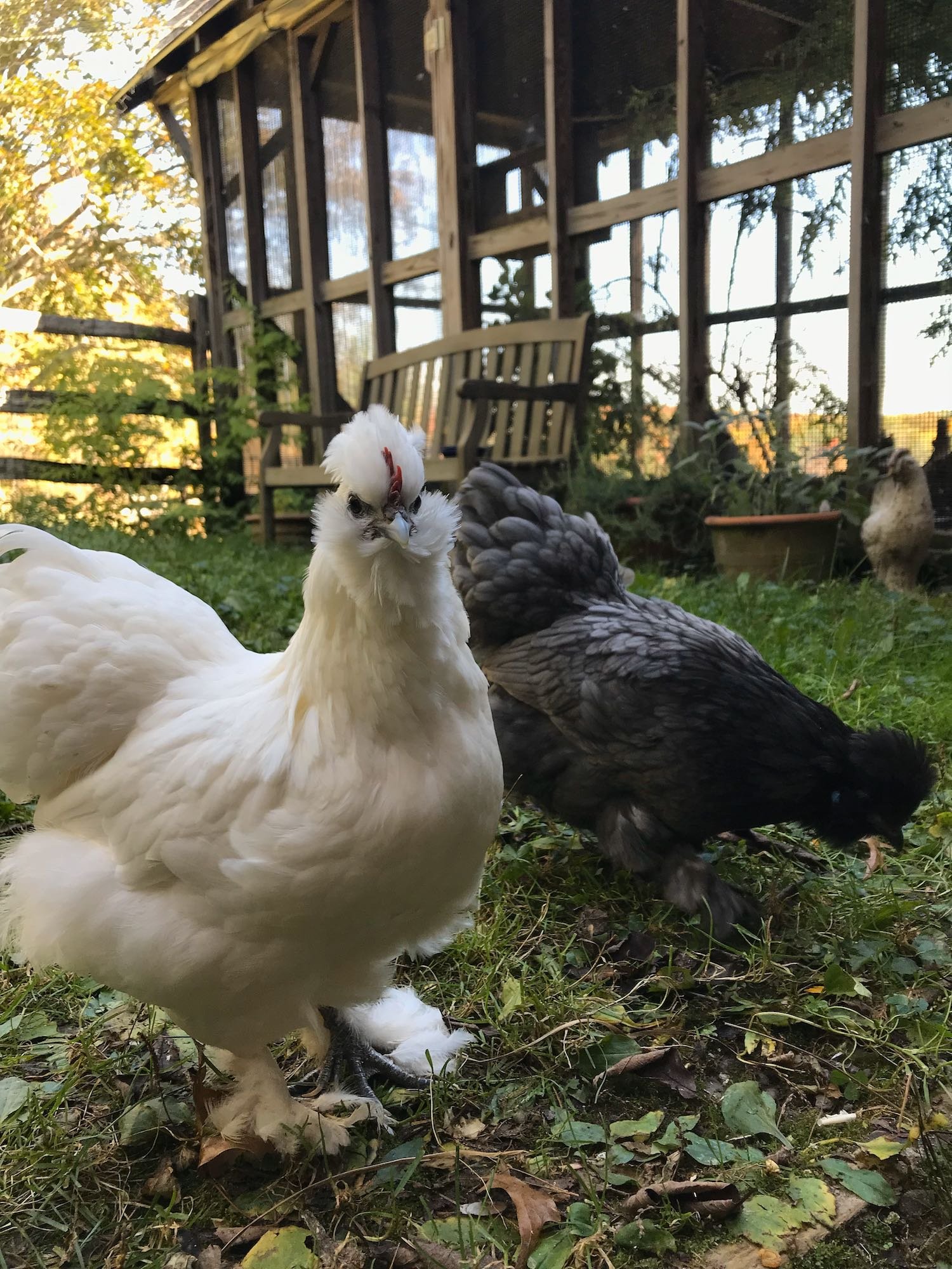 Foraging on a nice Fall day in the garden.