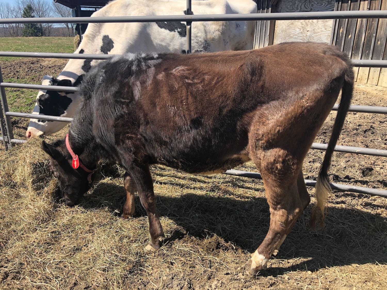 It's hard to believe how thin she was. Here she is with Jeanette sharing a meal. The intro was a slow process partially due to Jolene's ringworm, but also since she was a flight risk and seemed to have no respect or knowledge of fences and gates.