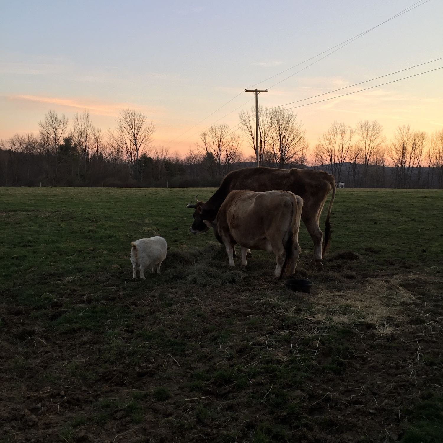 Sunset dinner together.