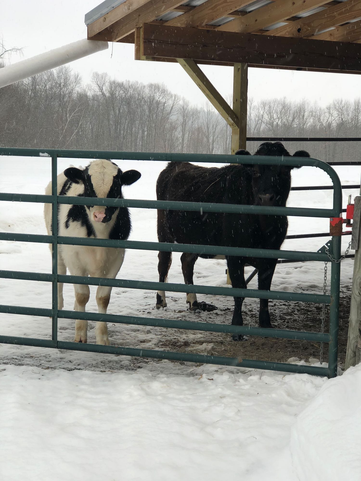Almost as tall as Jolene.