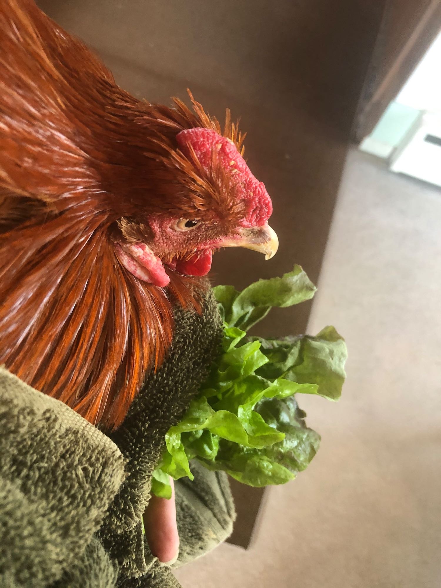 Distracting Rudy with snacks while carrying him back and forth to the house. He spent every night inside the house his last winter.