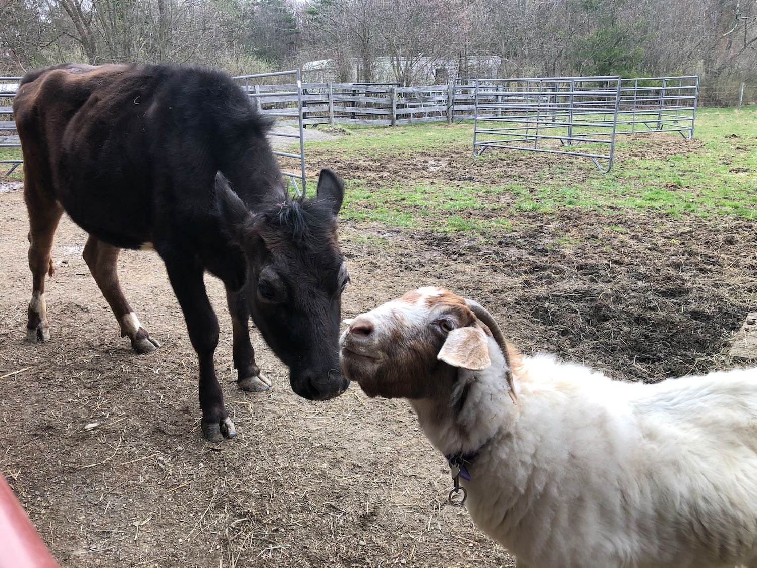 Meeting Mavis.