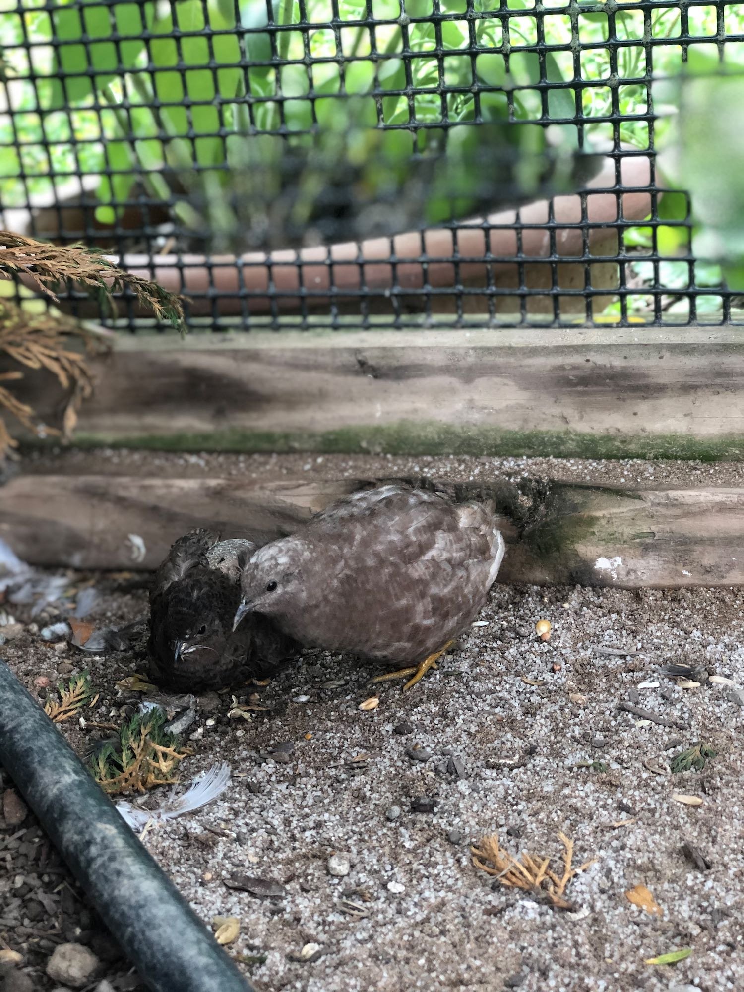Lilac and Benny on one of their first days in the aviary. You can see how overgrown Benny's beak was back then. He was very protective of Lilac.