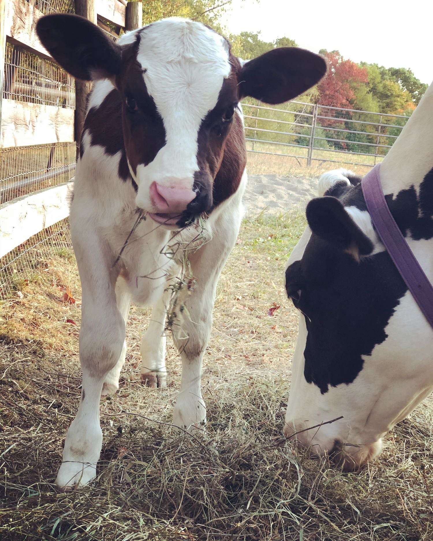 First time eating some delicious organic hay.