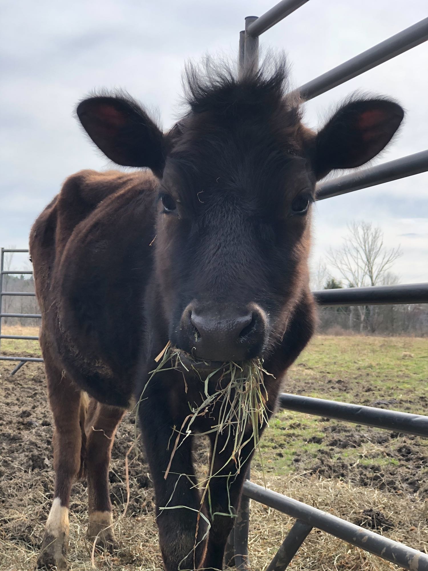 A few days after arrival. This girl loves to eat!