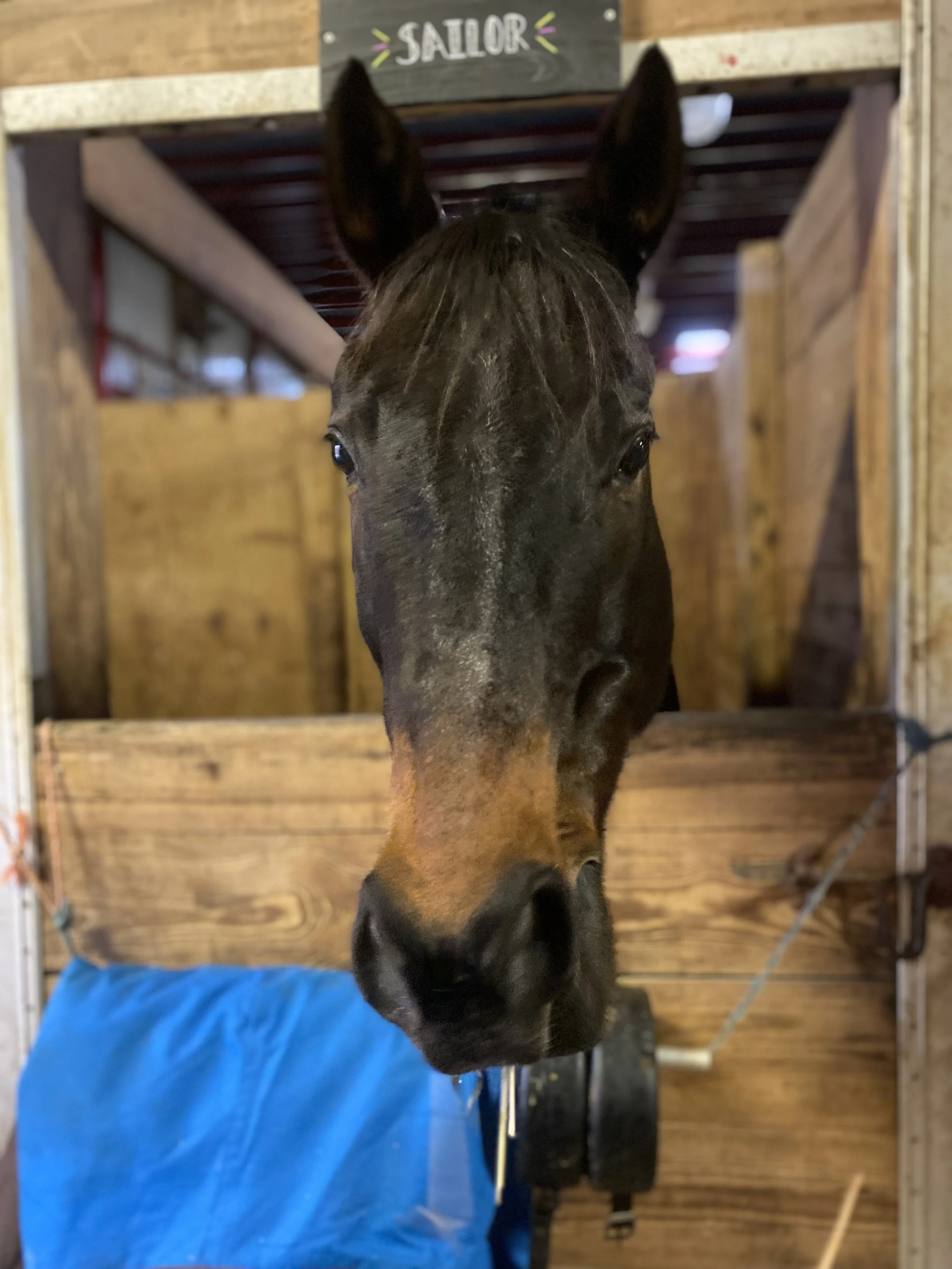 Meet the Horses NEW — Wheaton Park Stables