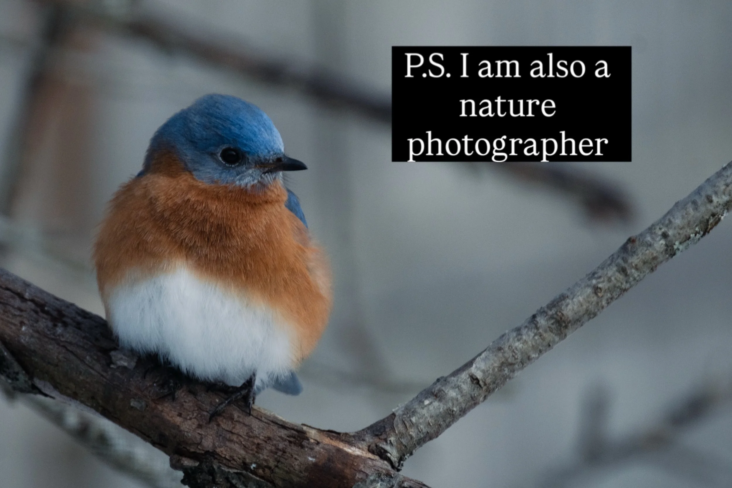In my off hours I&rsquo;m outside taking portraits of all that nature has to offer. It brings me so much joy 🤩 It helps me ground my energy to watch birds. Be careful once you get started you will be hooked 😉 Do you have a favorite from these? 

#b