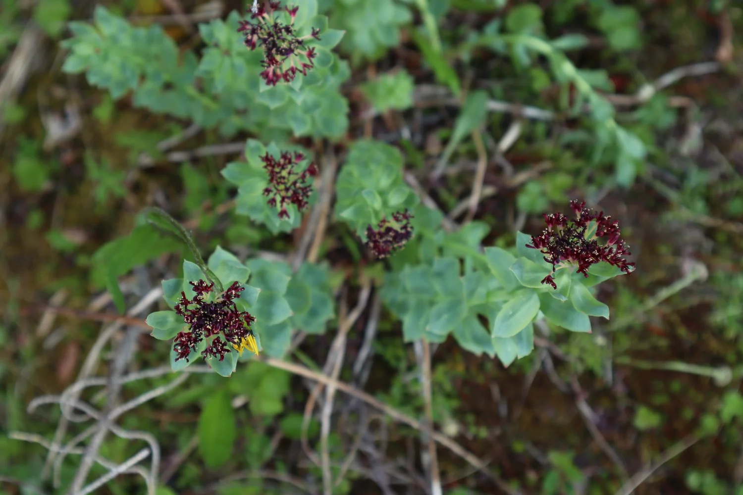 Tr'ondek Hwechin — Yukon South Beringia Priority Place