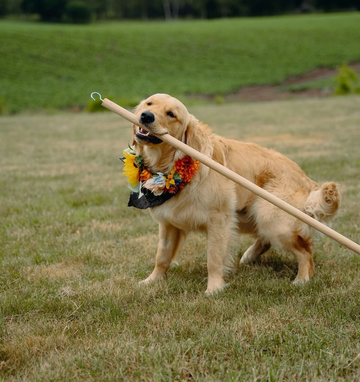 Dog wearing a silk flower collar at a wedding, featuring artificial wedding flowers designed to match the bridal bouquet