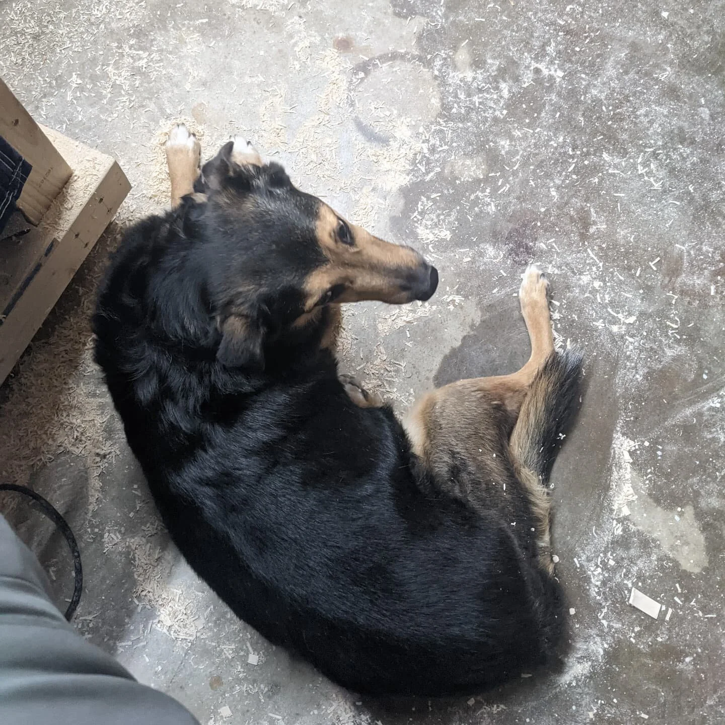 Keeps an eye out for the foreman, works for breakfast sausage