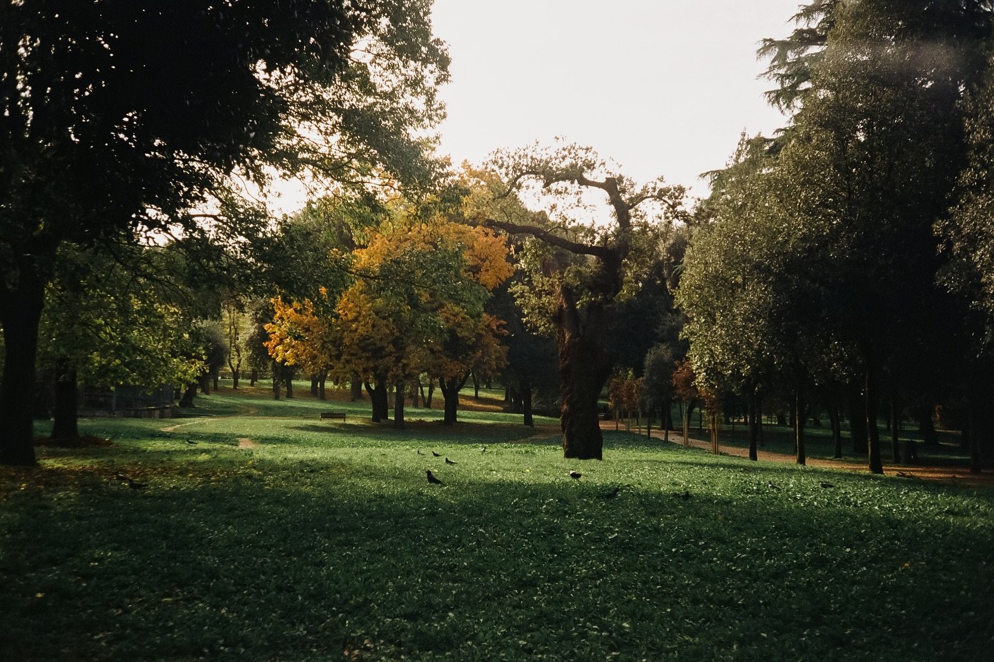 I&rsquo;ve already shared with you about my daughter&rsquo;s passion for shooting on film. Now, we decided to share her photos on Instagram at @mylifewithmysophie. 
When she was just 4, I gave her a film camera. Since then, she&rsquo;s been capturing