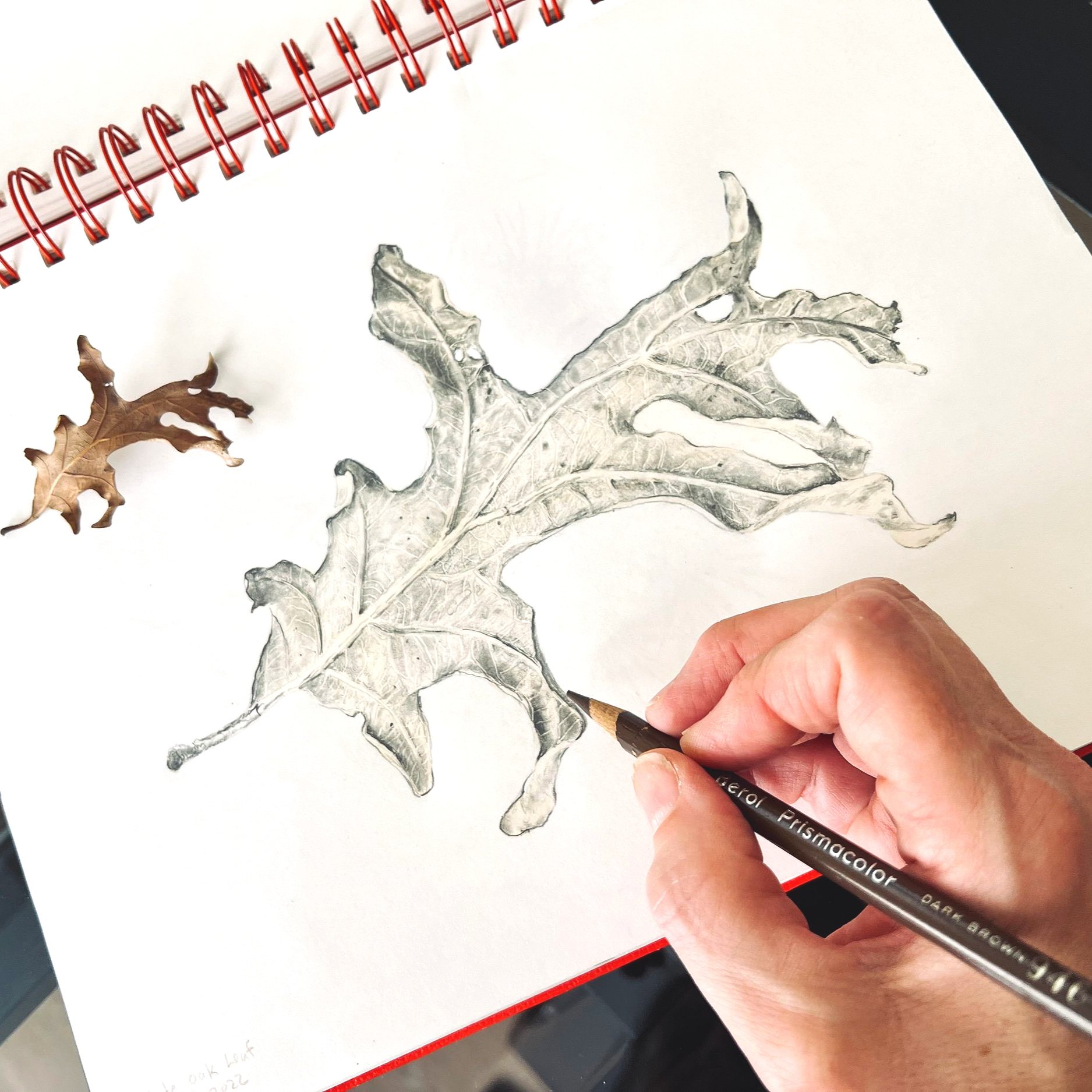Observing and Drawing Autumn Leaves