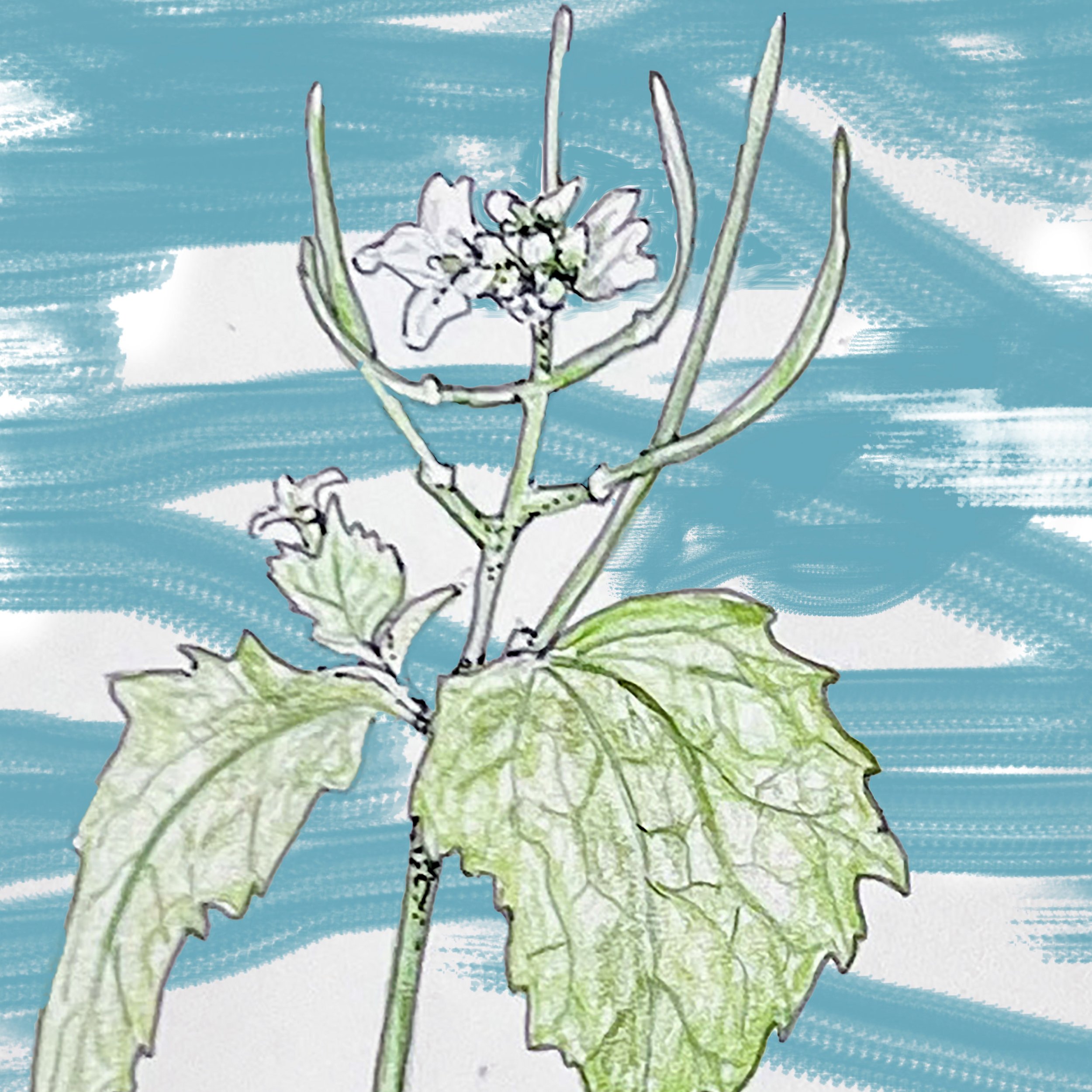 Invasive but Edible Garlic Mustard