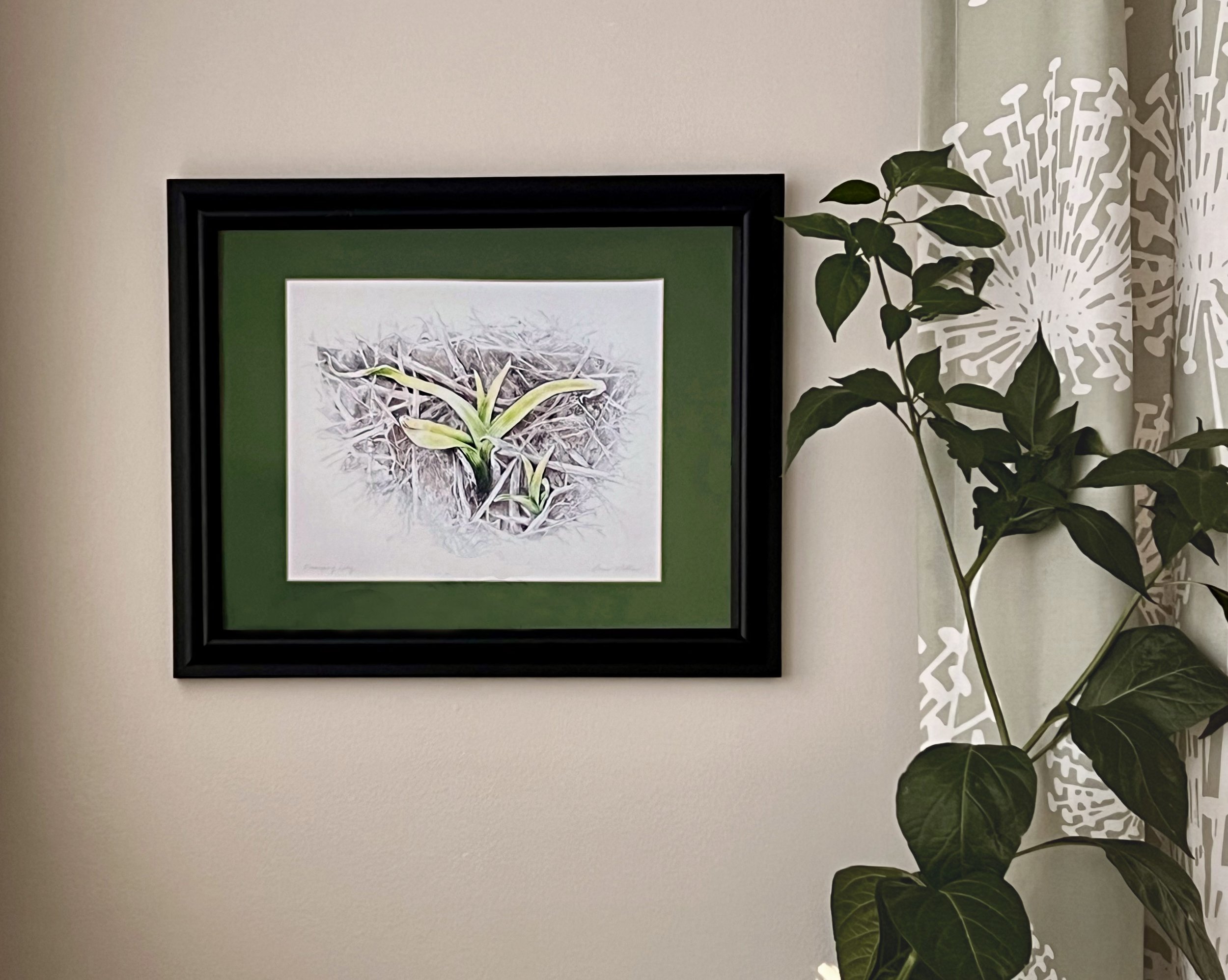 Framed Botanical Art