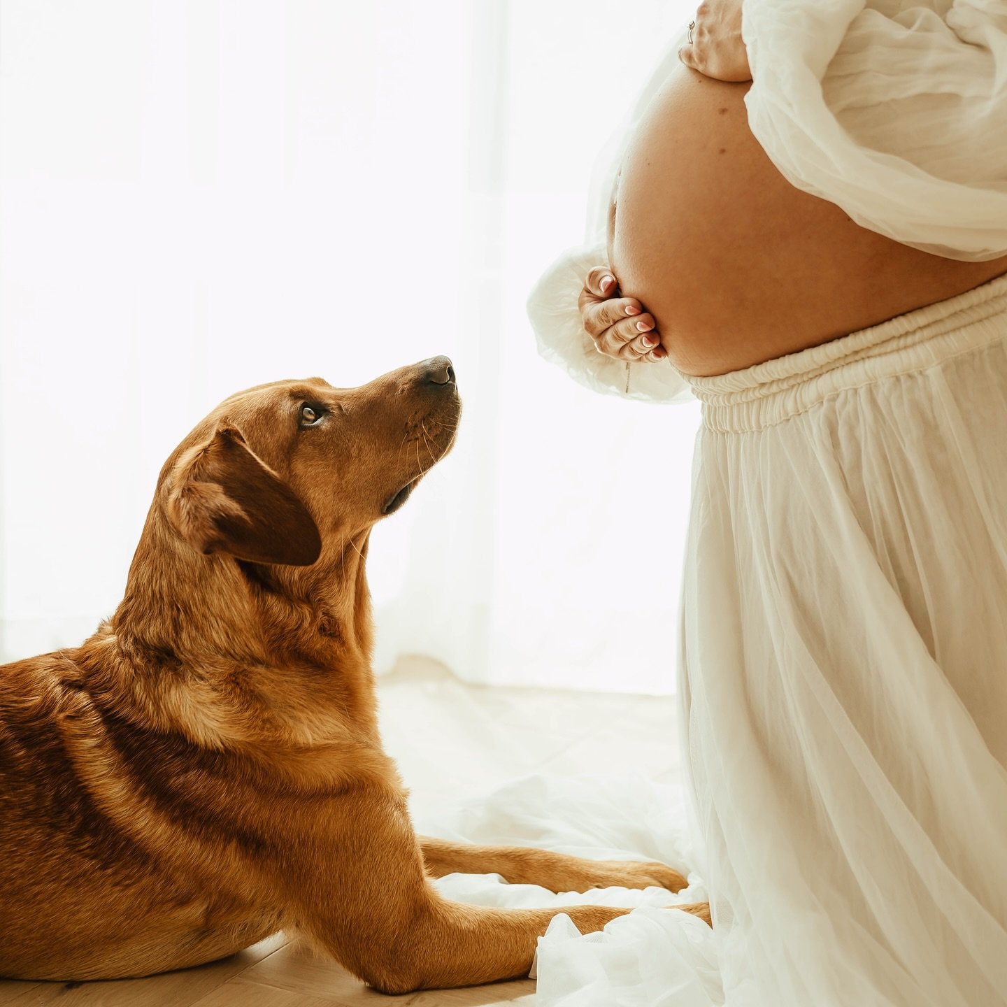 Fur babies welcome to every milestone session, they always make my day and get very settled into the studio 🫶

@kirsty3210 cannot wait to see you all back when little one makes an appearance 

www.charliesummersportraits.com