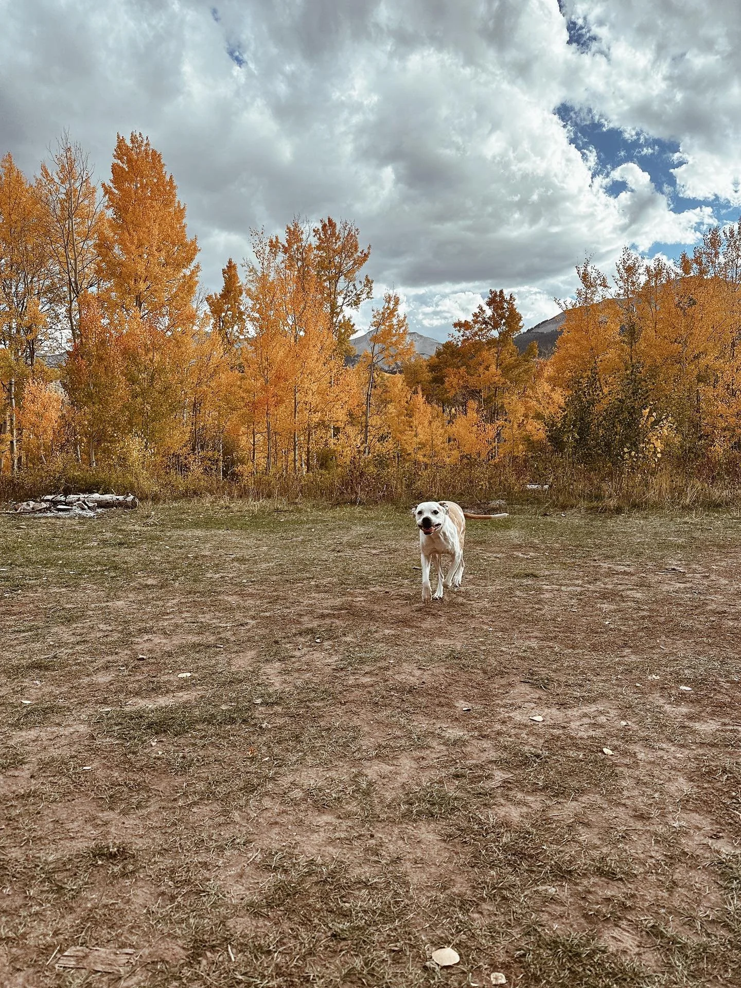Another birthday spent in the mountains and Charlie&rsquo;s first camping trip. I love this little tradition we have. What started with rain &amp; hail ended with sunshine &amp; pie✨⛰️🍂⛺️💛🥧