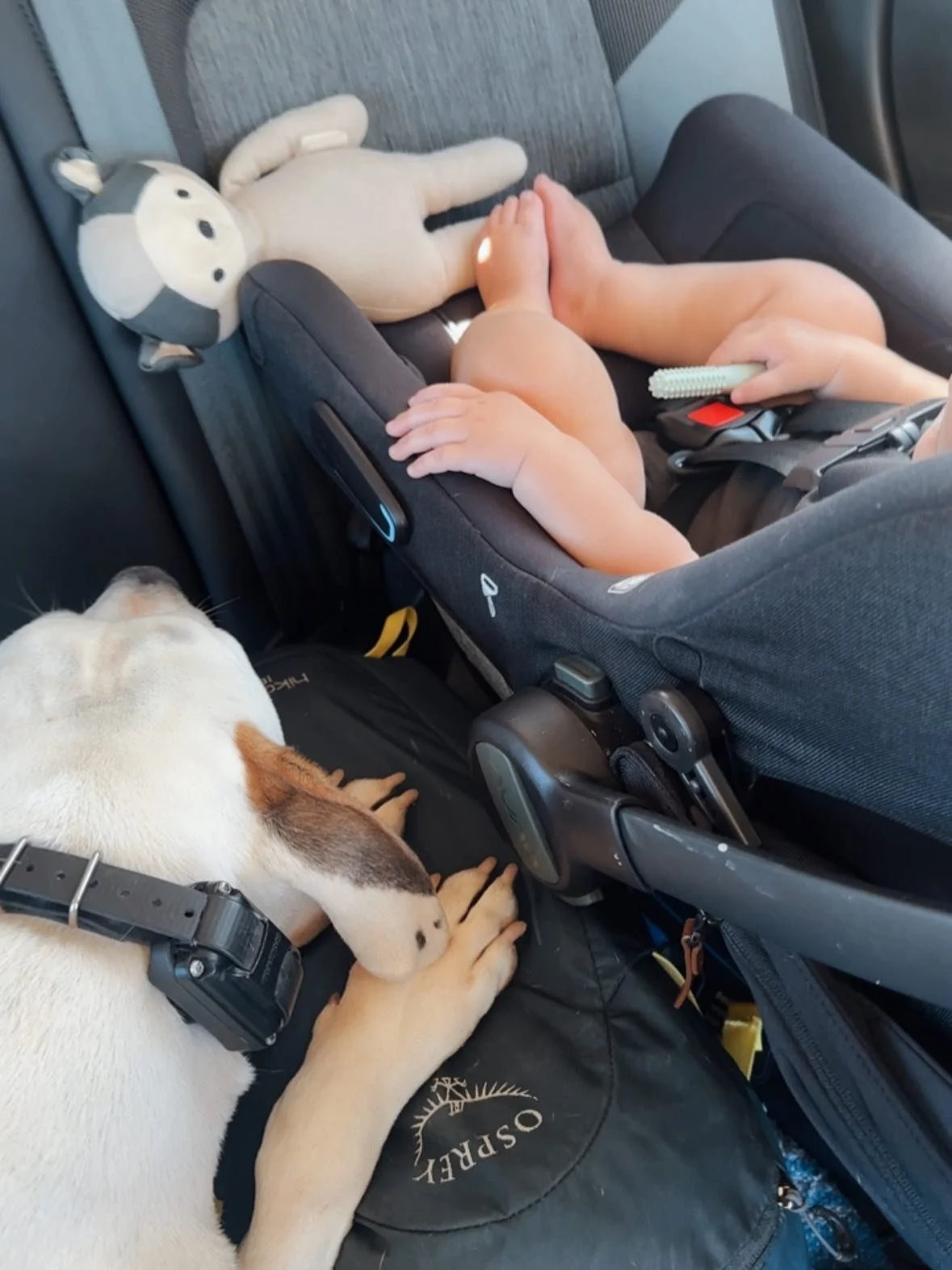 October blessings filled with friends, neighborhood walks, more gym time, new milestones, and lots of leaves (Charlie&rsquo;s favorite snack 🫠)🍂