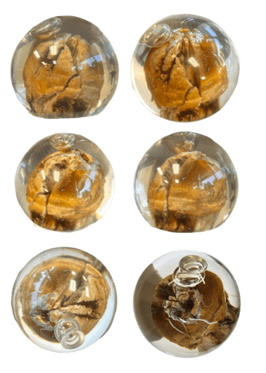 Clear Acrylic (Plexiglass) Casted Resin Human Hip Bone