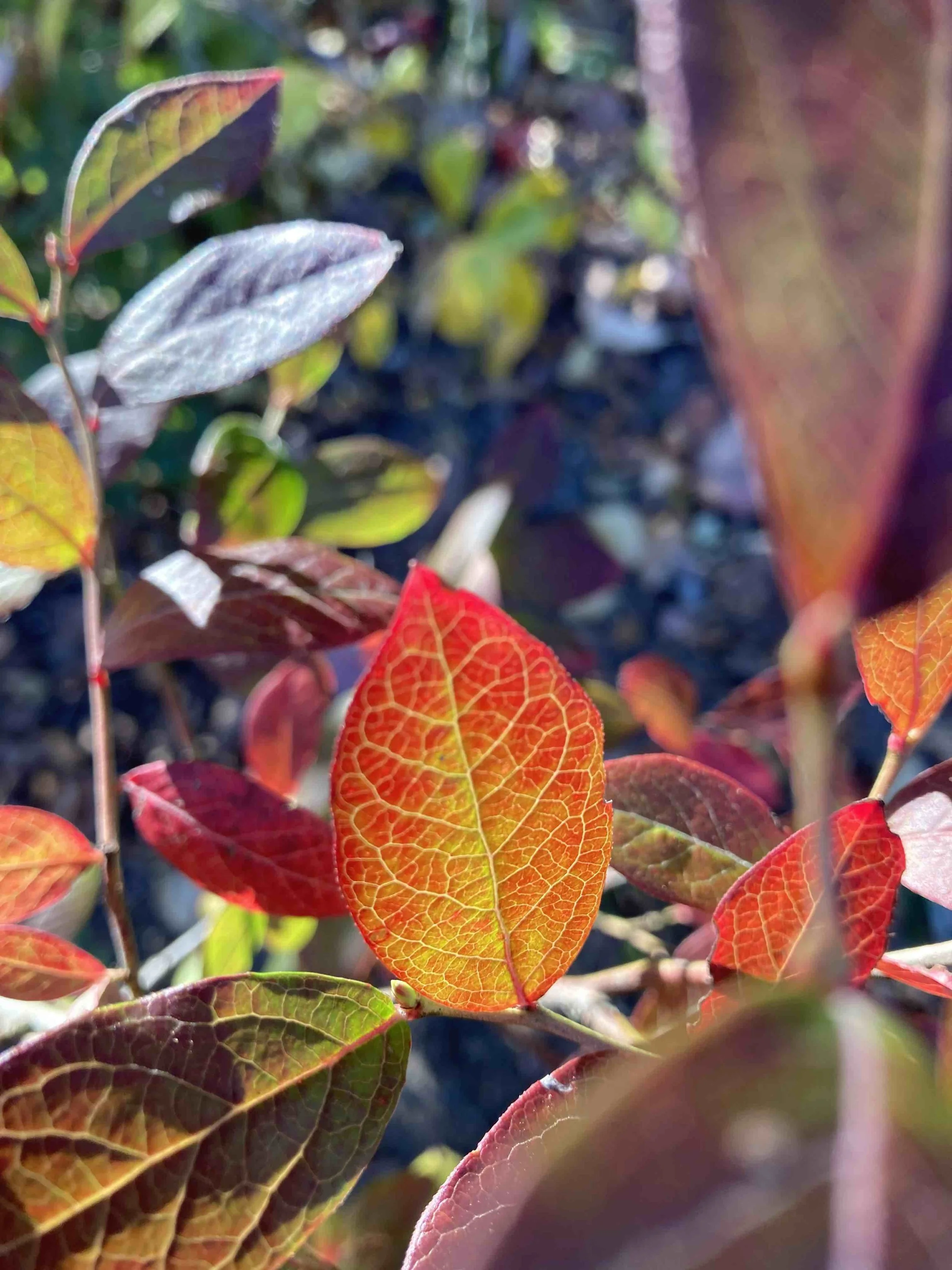 The Wisdom of Plants