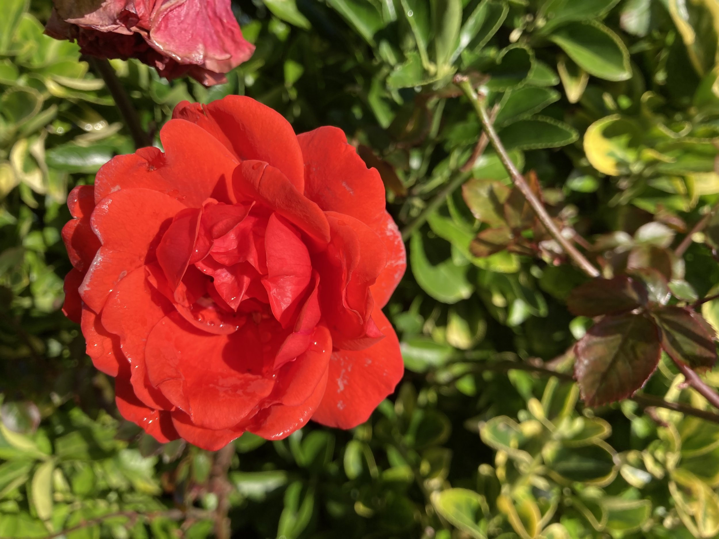IMG_9497.jpeg