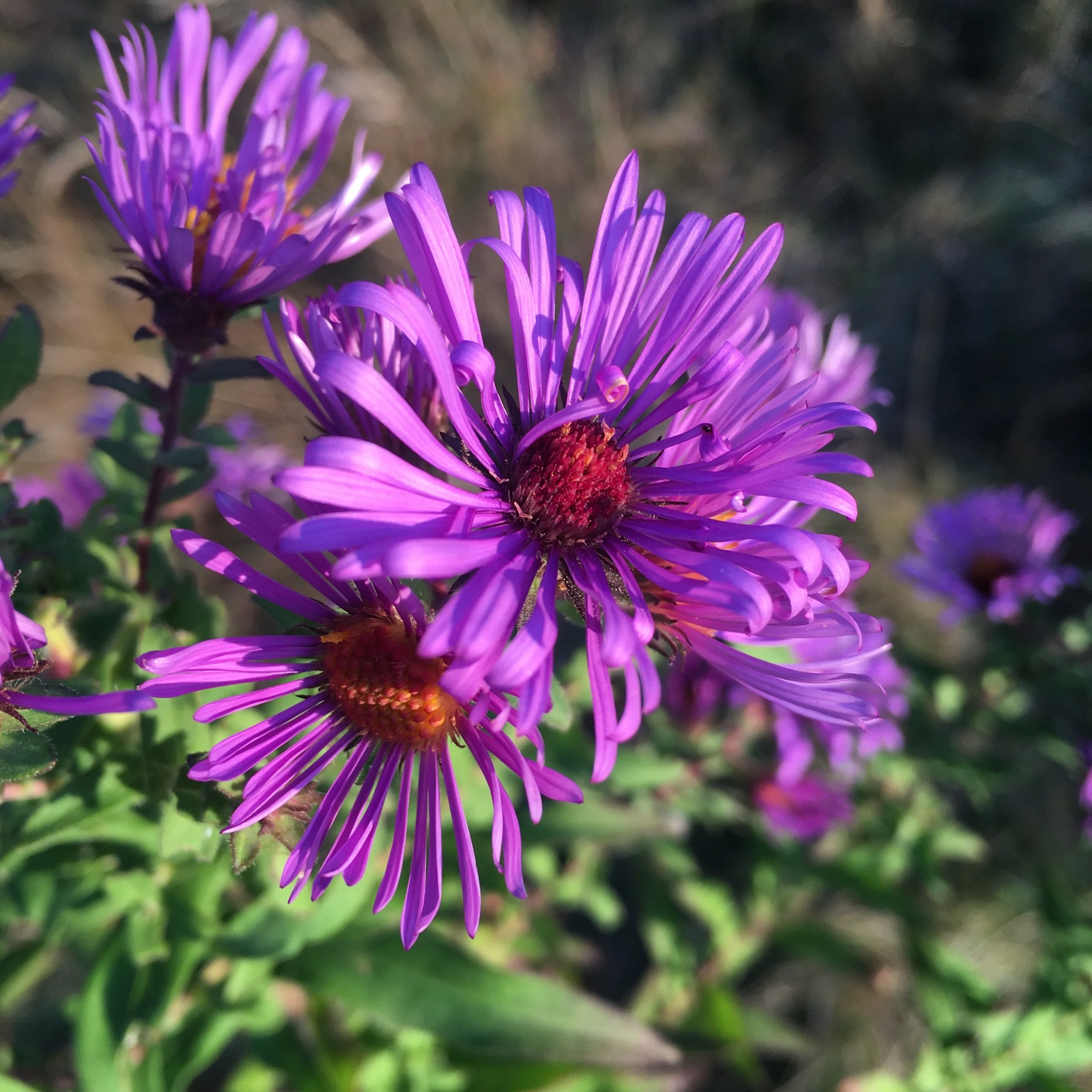 IMG_8873.jpeg