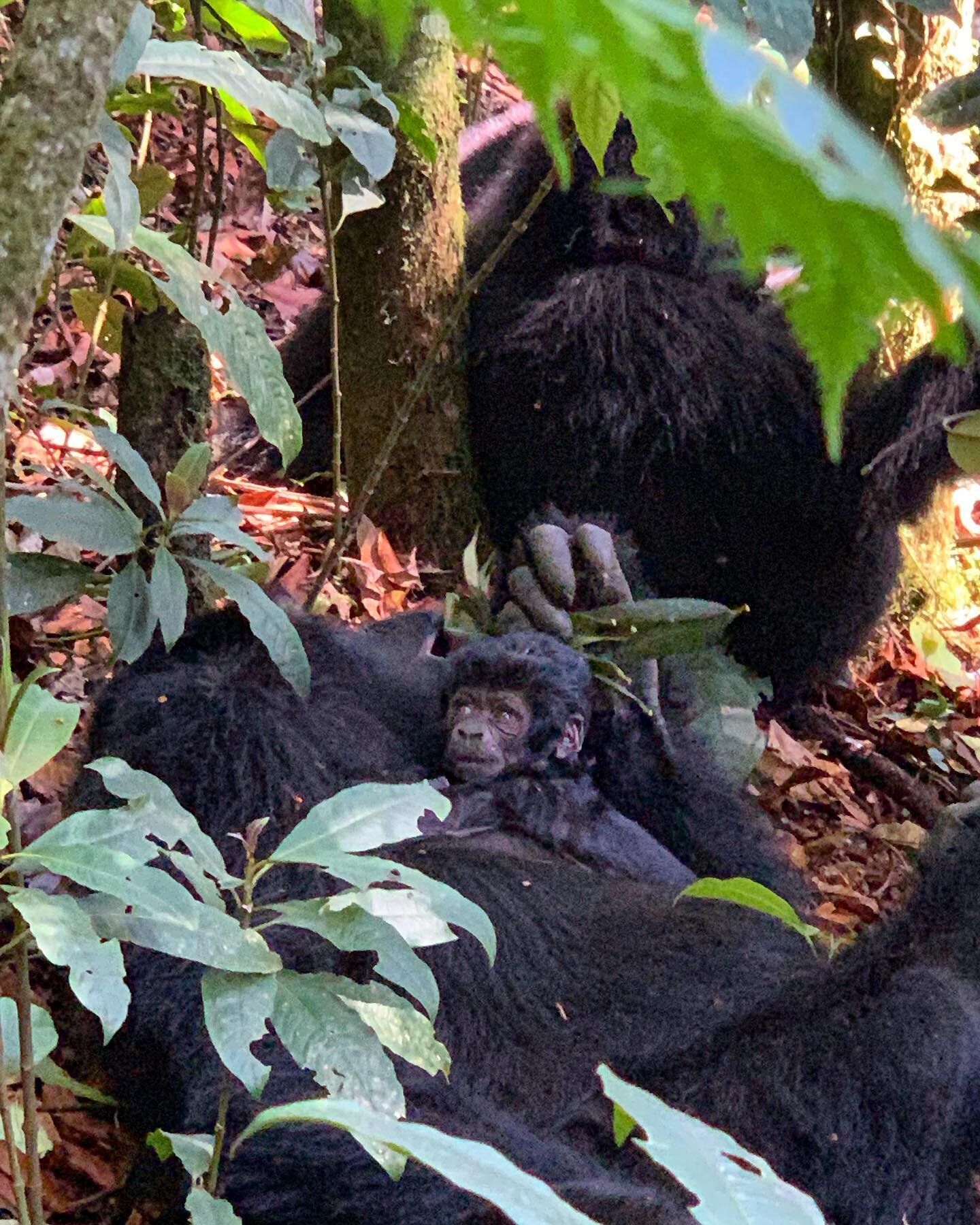 A two week old baby mountain gorilla 😍😍😍 #gorilla #uganda #africa #babygorilla #travel #bwindi #wildlife #hike #bwindiimpenetrableforest #mountaingorilla #thathairtho