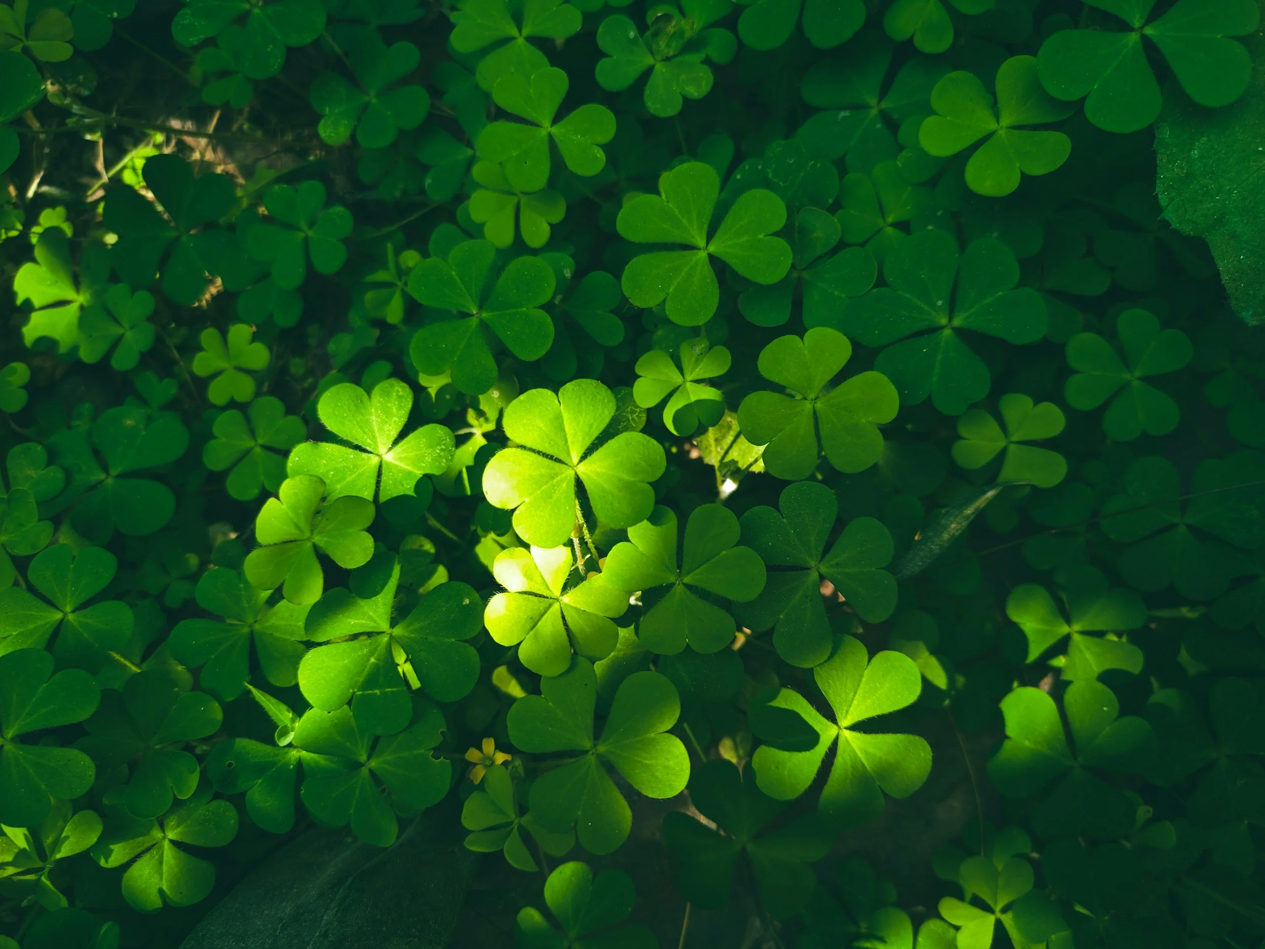 Clovers