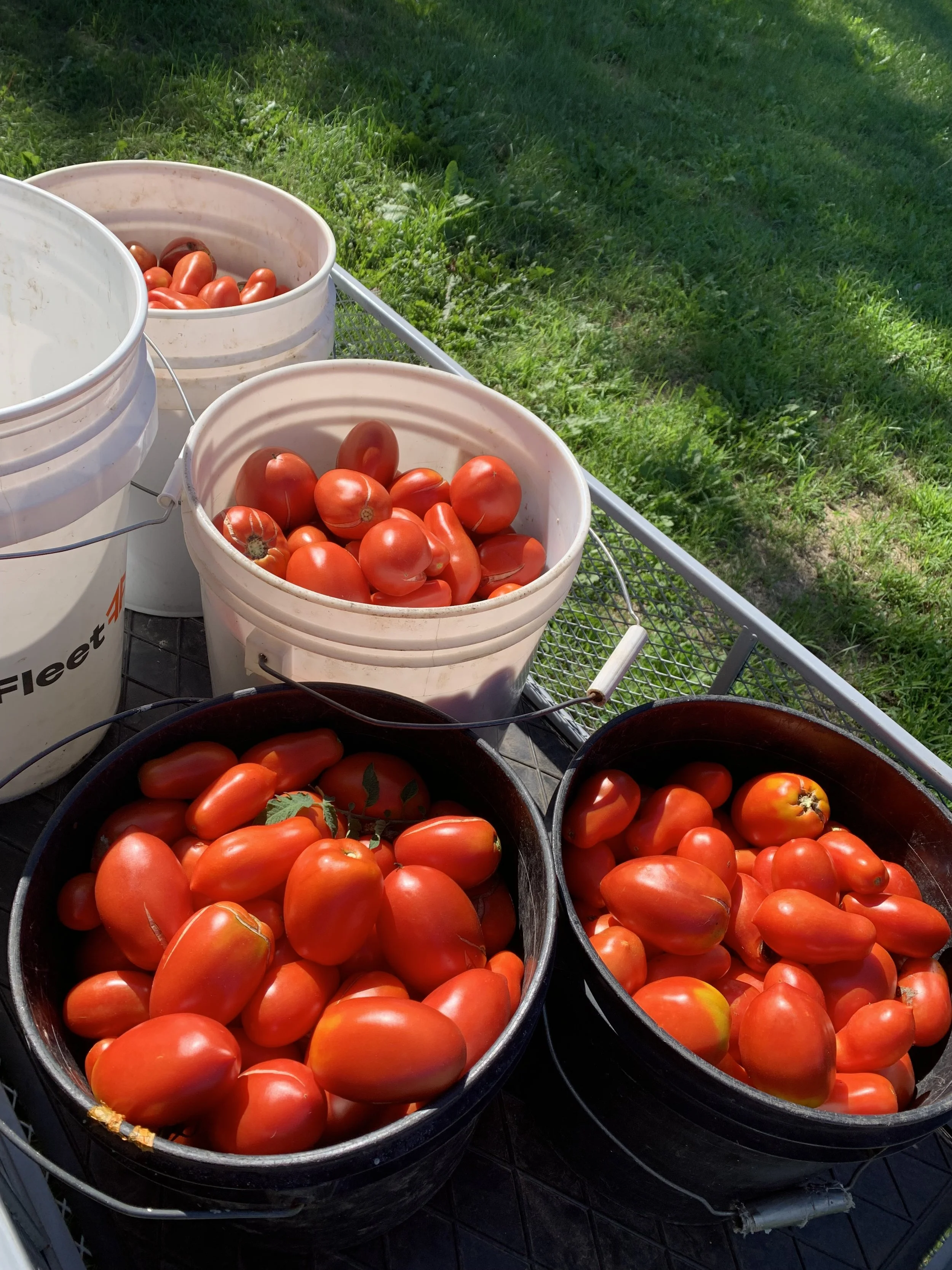 Tomato Plant Donation