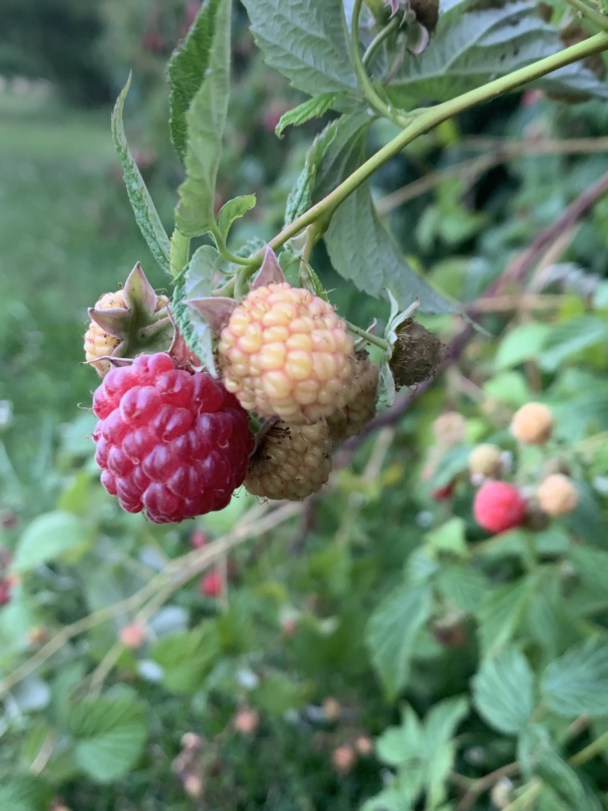 IMG_0015.jpeg