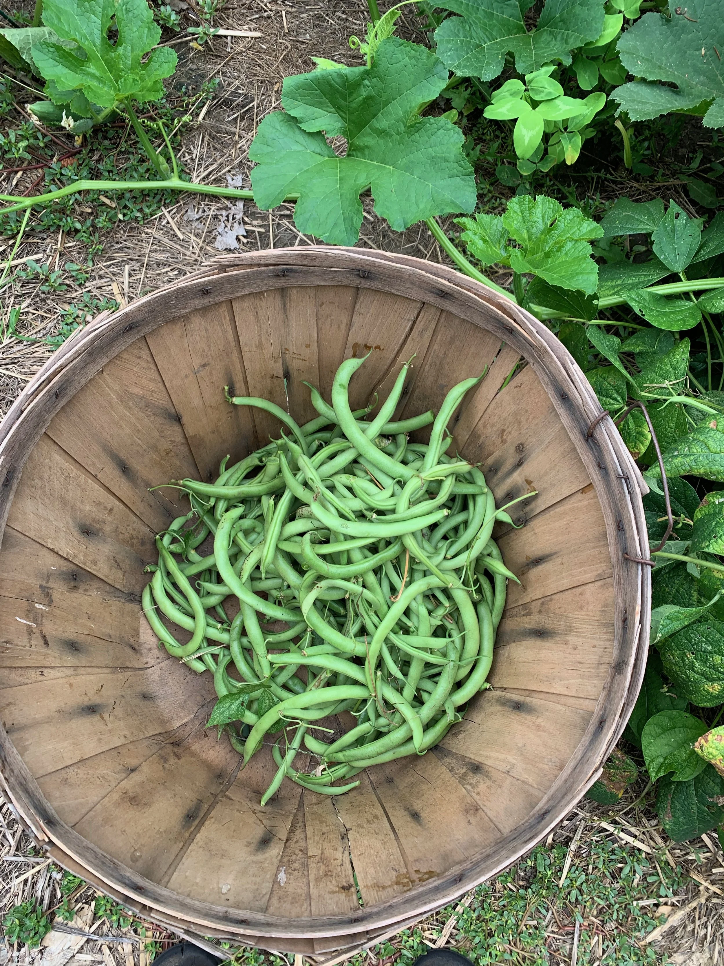 Green Beans.jpeg