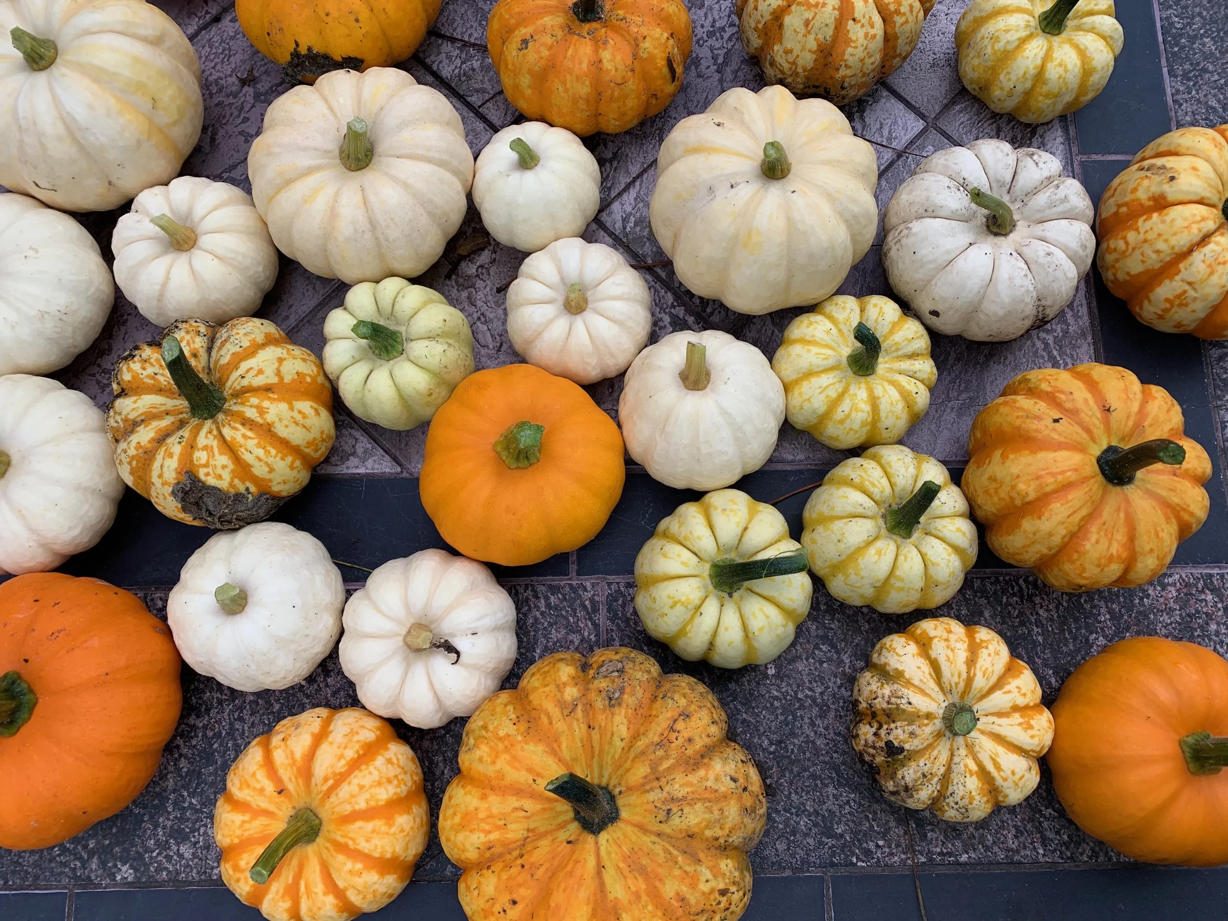 Mini Pumpkins.jpeg