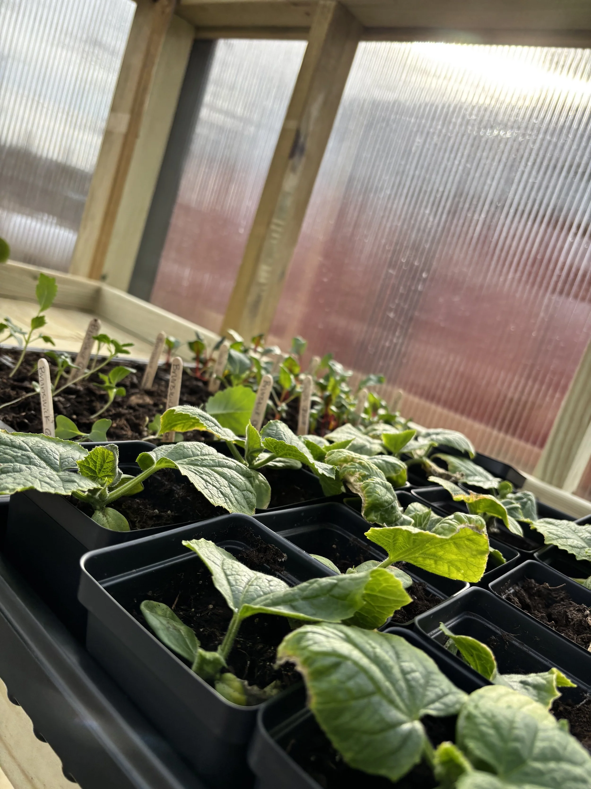 IMG_3674 10.57.17 AM.jpeg