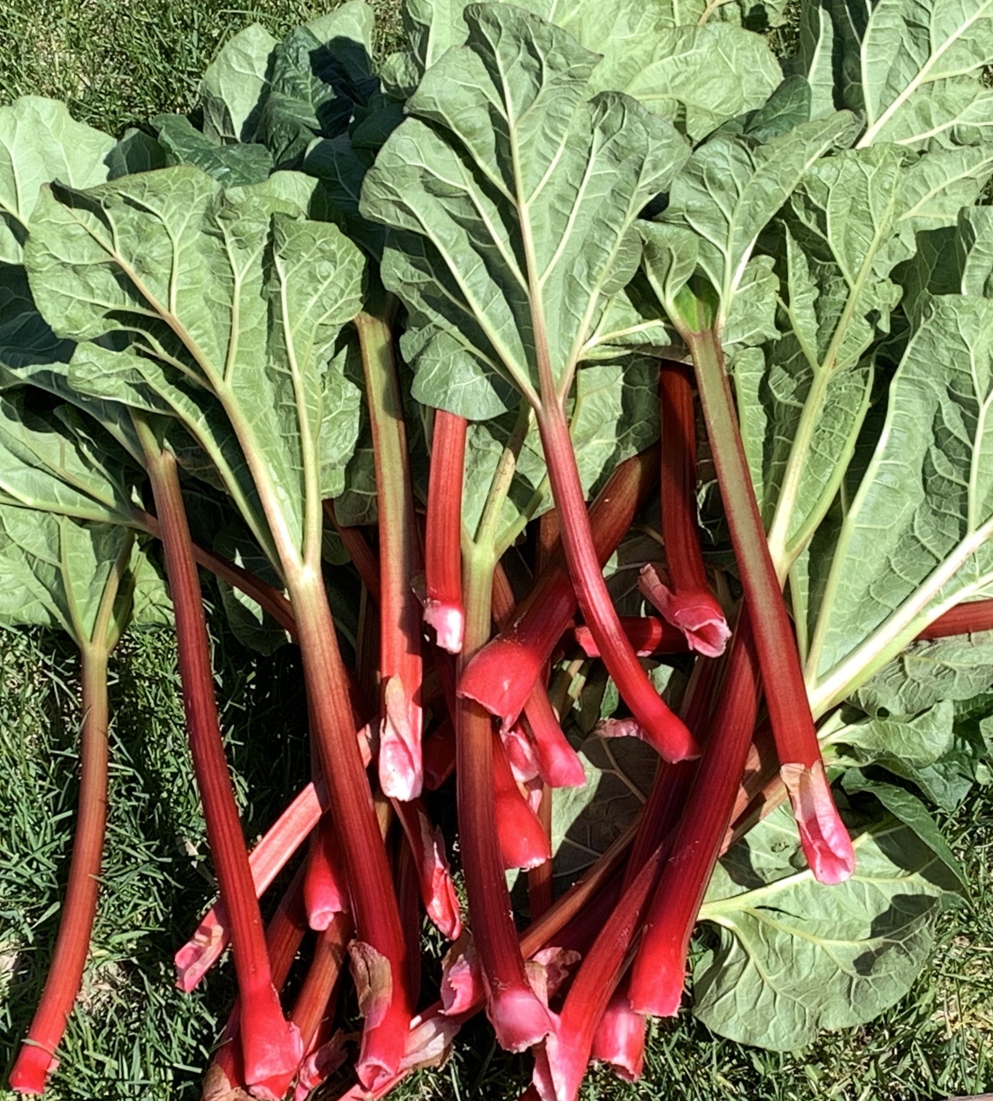 Rhubarb