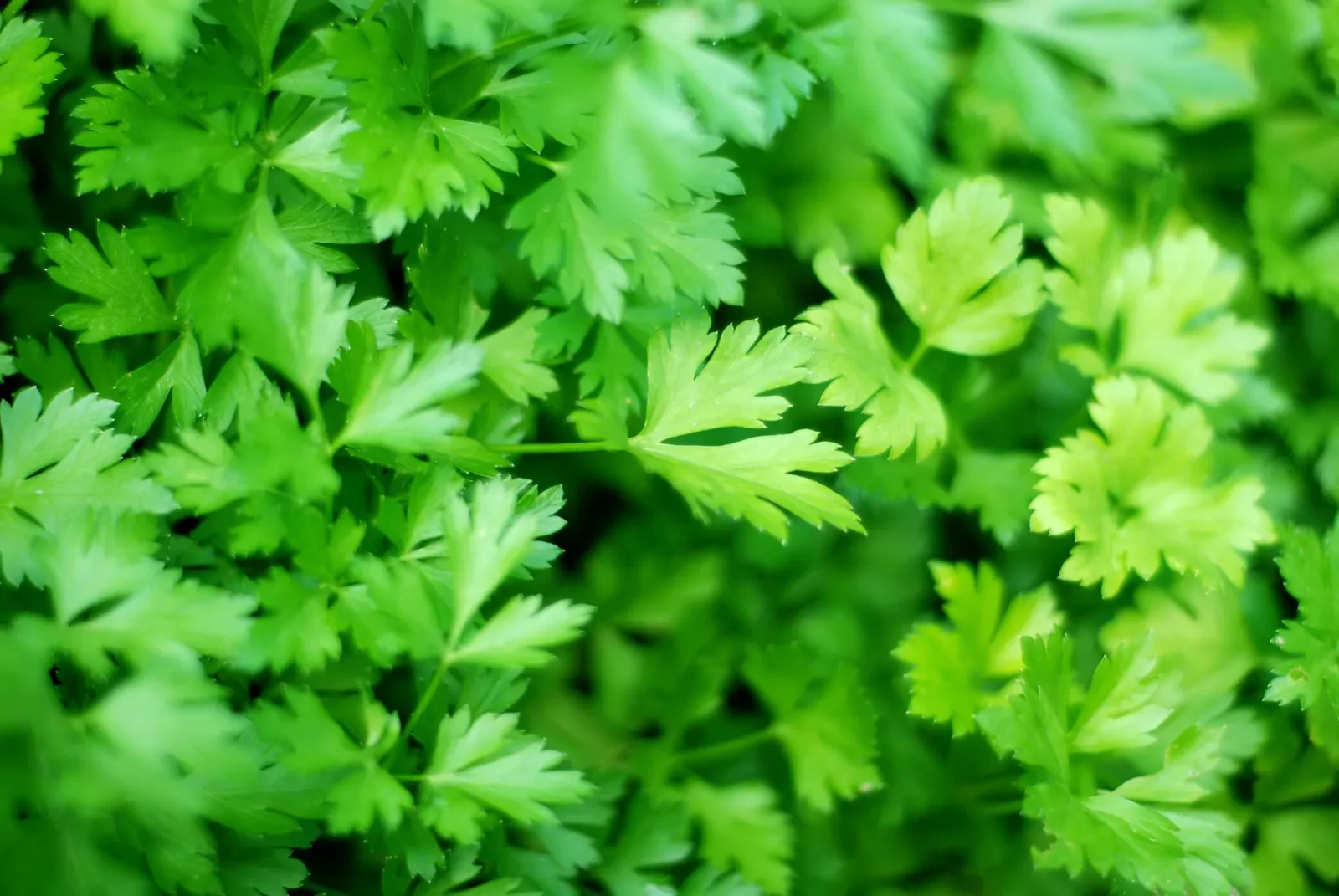 parsley.webp