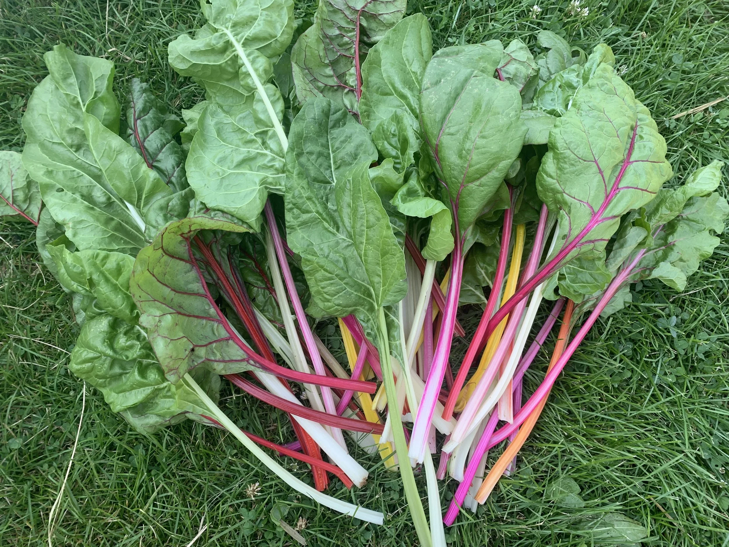 Swiss Chard