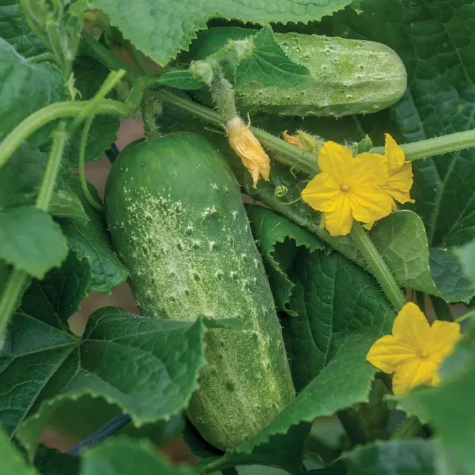 Pickle Bush Cucumber