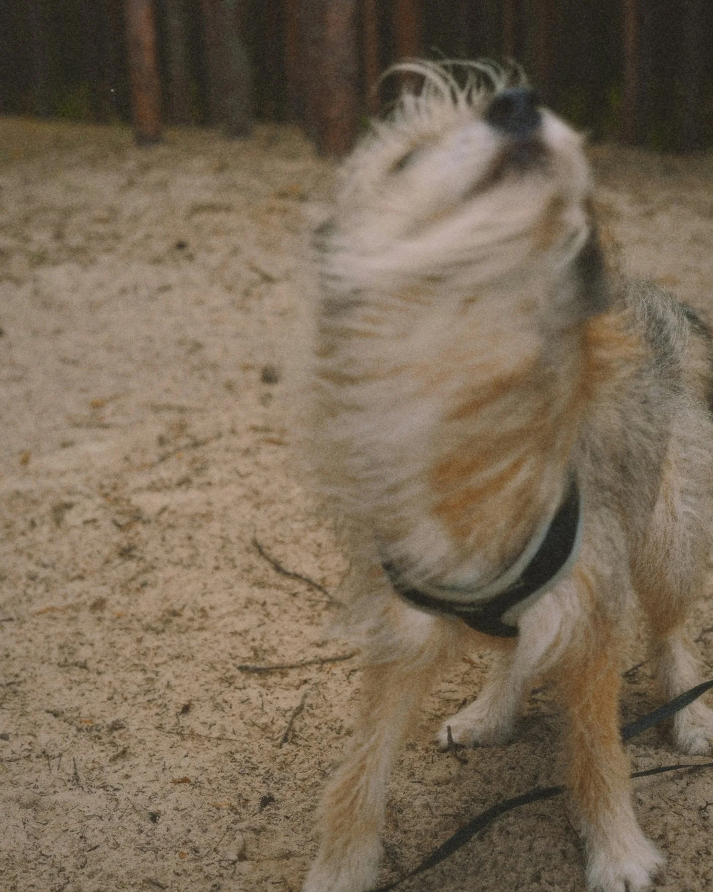 If you're looking to get outside more in 2026, try walking with a furry friend!

Walking with your dog can add motivation and benefits.

Including, but not limited to:

🐶 companionship
🐶 focused outdoor time, which can help to regulate the nervous 