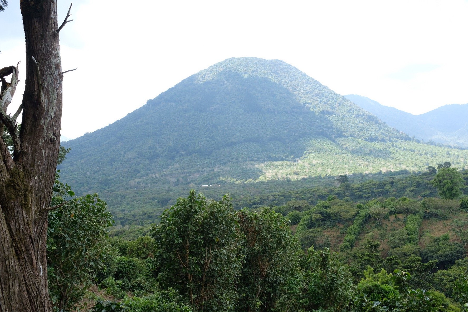 volcano view from los naranjos.jpeg