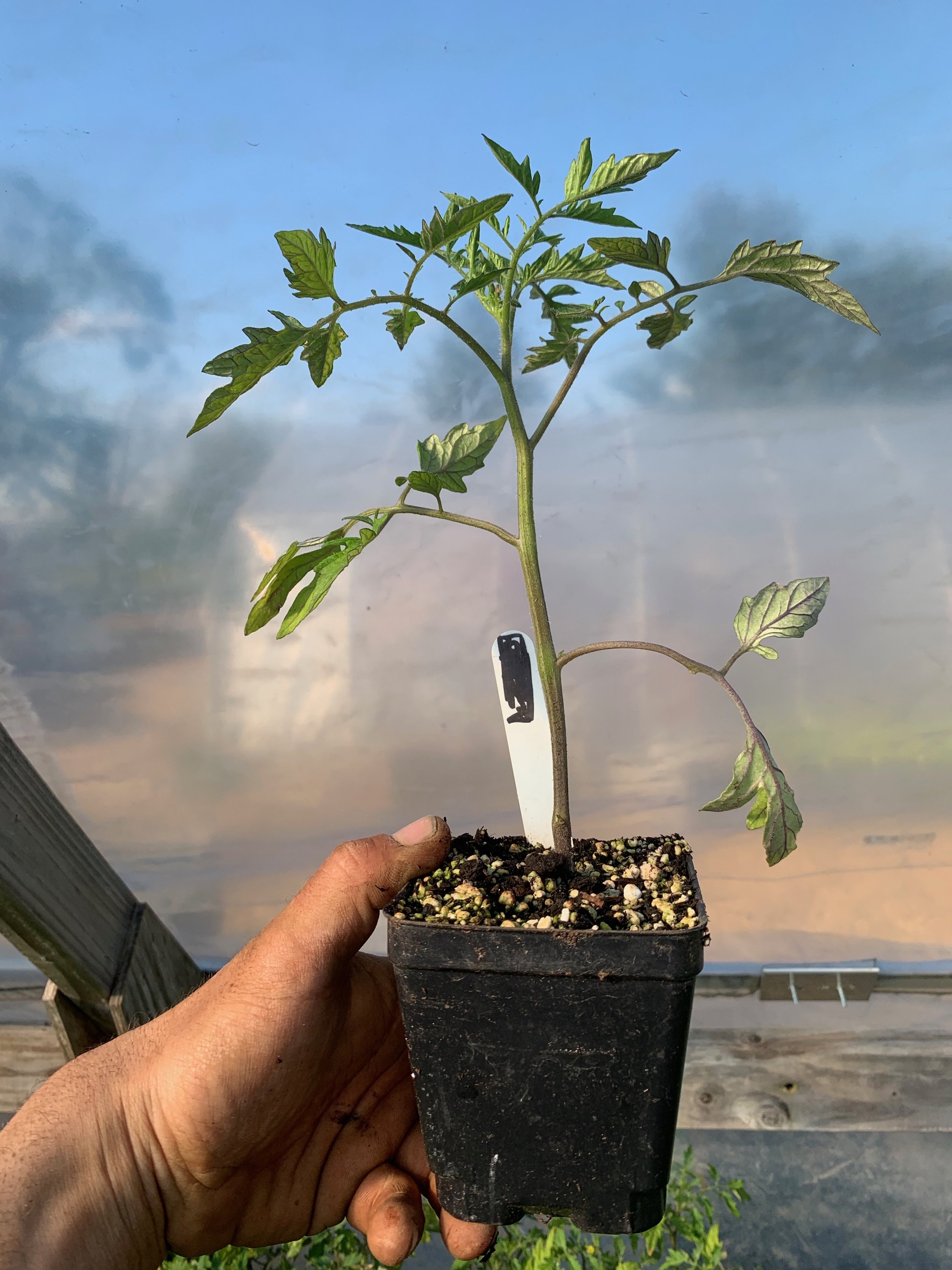 Plant Sale