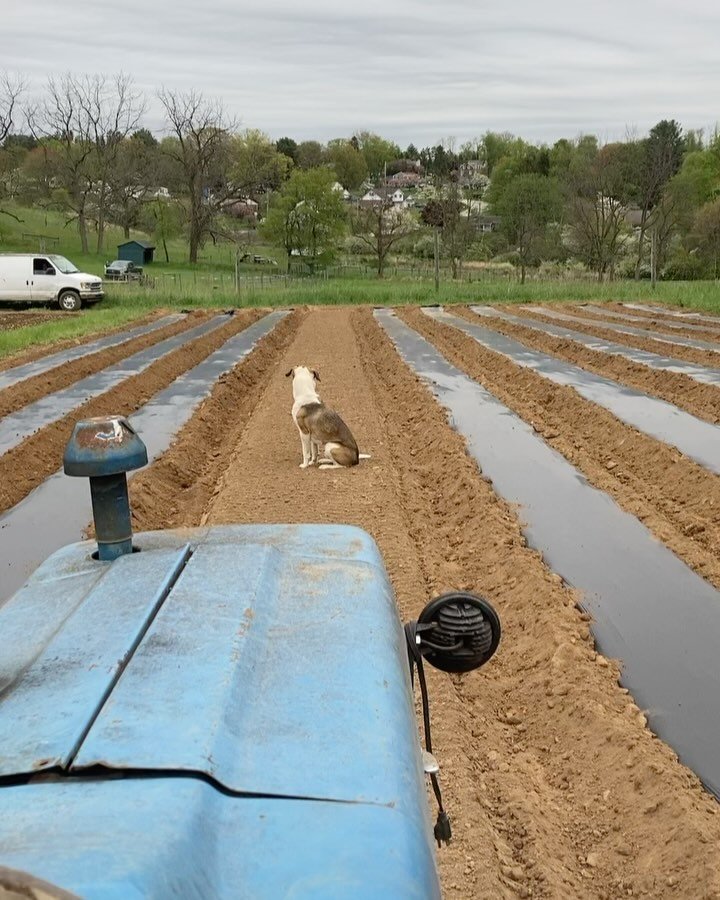 Laid almost 3 acres of bio mulch the last couple days. Reggie has done a lot of this, a little of that, and been a very good boy. There was even some frost on my seat for my lil tractor booty one morning. Now that frost has passed, the gang will plan