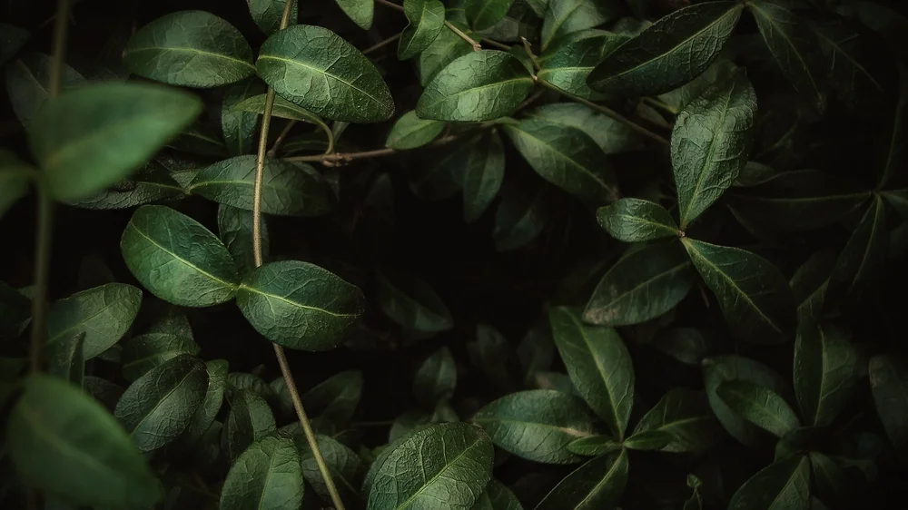 Canopy Equity Coaching LLC.