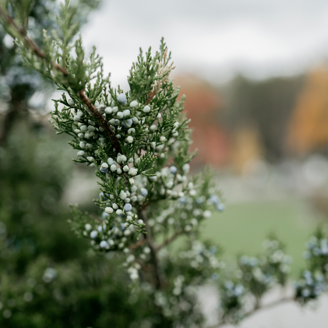 Cedar Fever &amp; Mountain Cedar Allergy: Causes, Symptoms, and How to Finally Get Relief