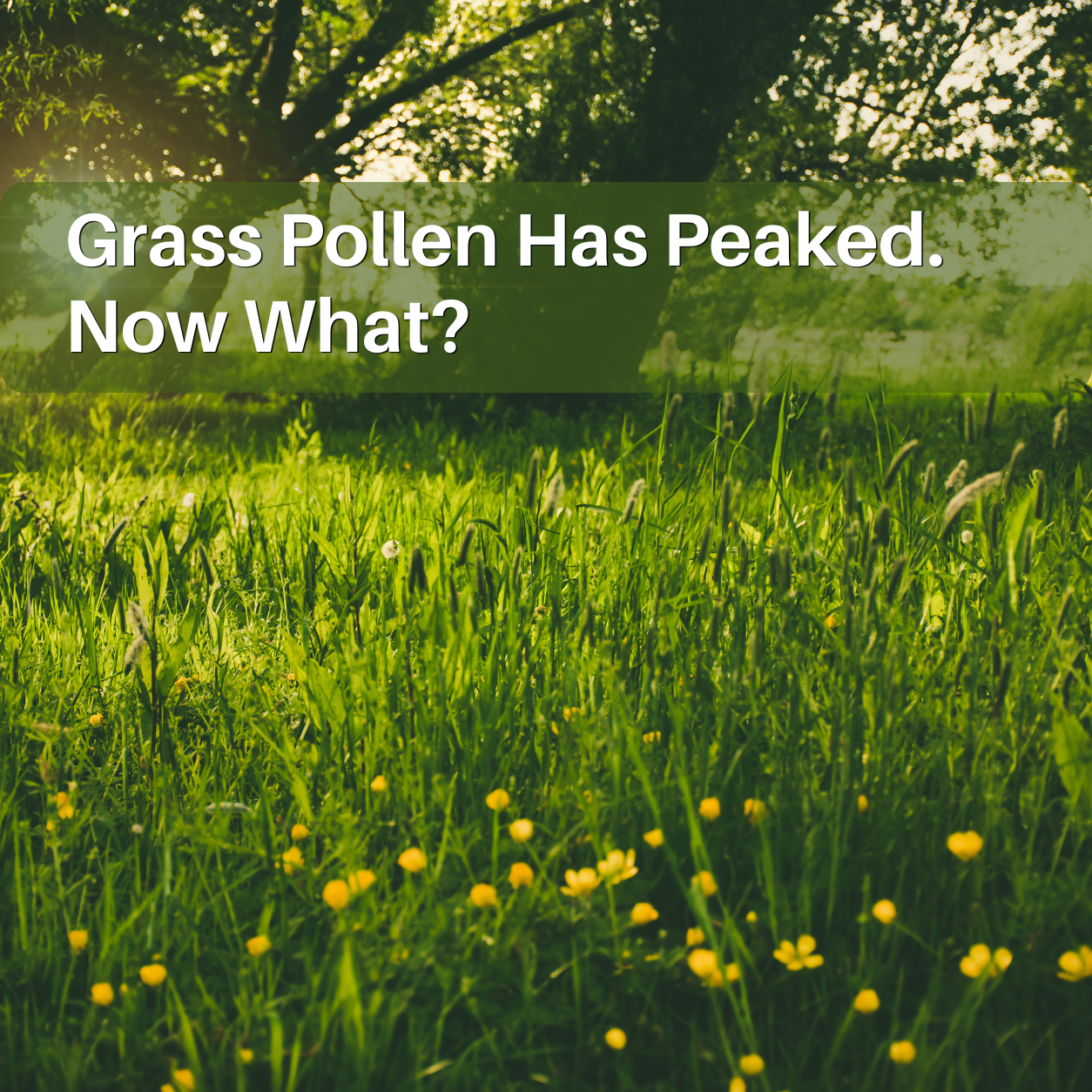 Grass Pollen Has Peaked, Now What?