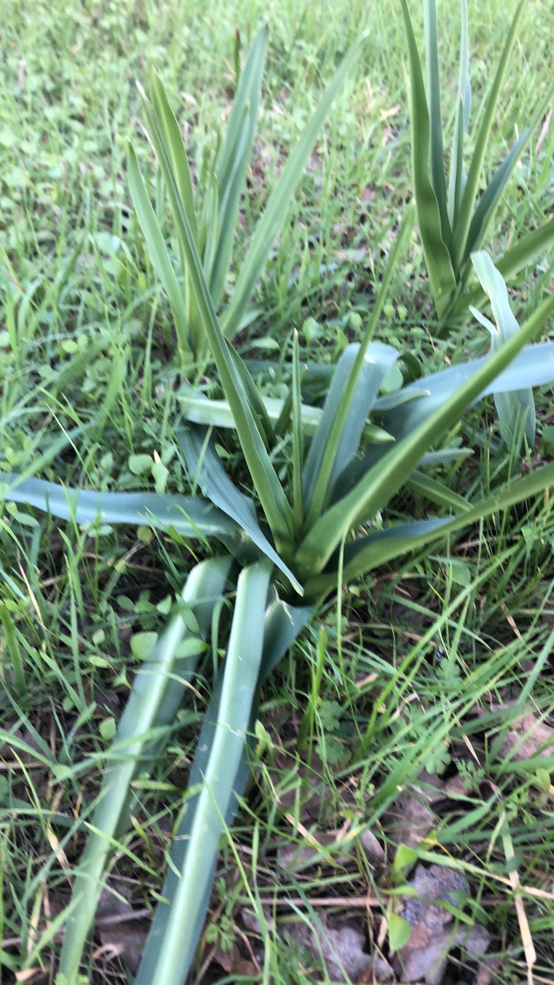 Hope from Mother Earth