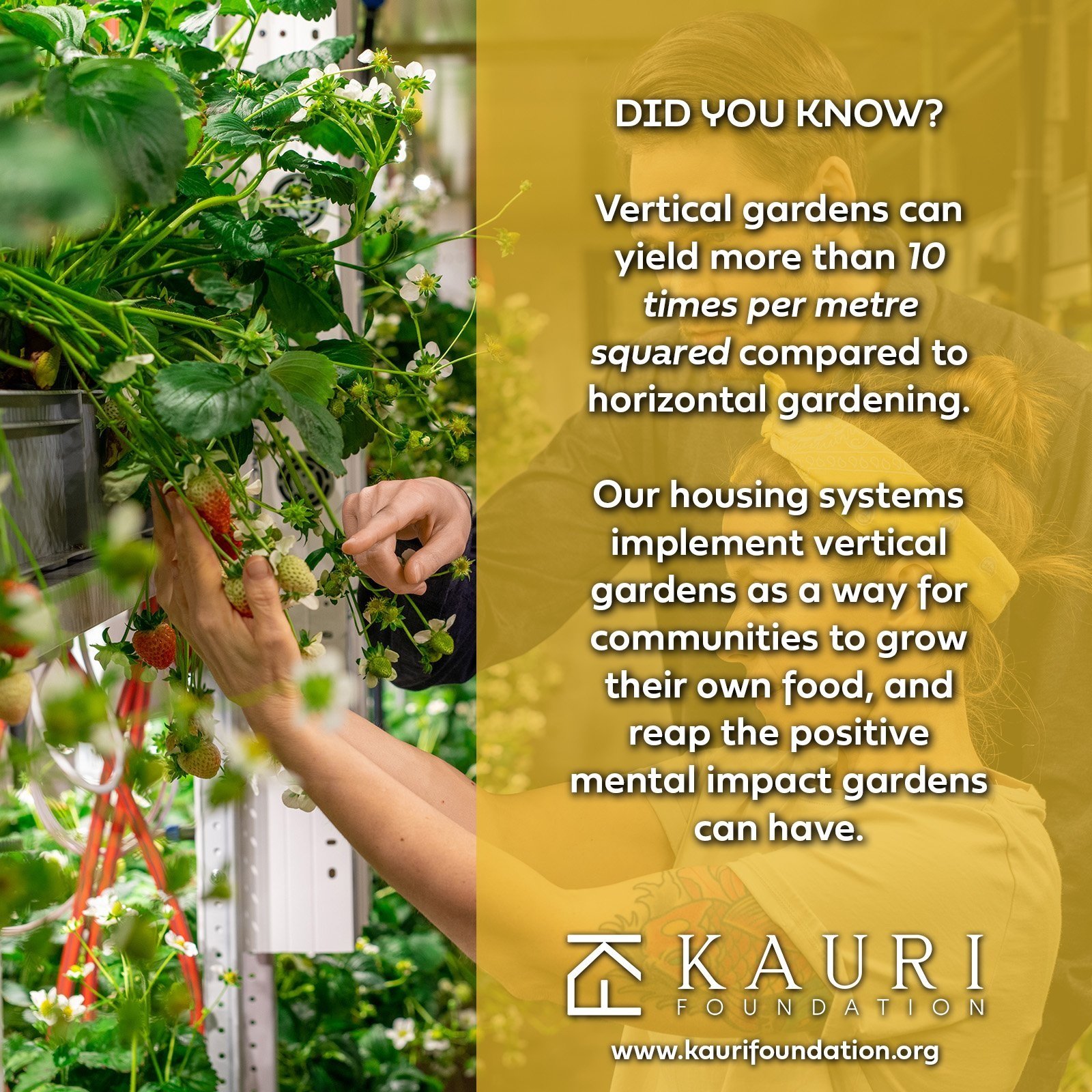 Creating A Living Wall