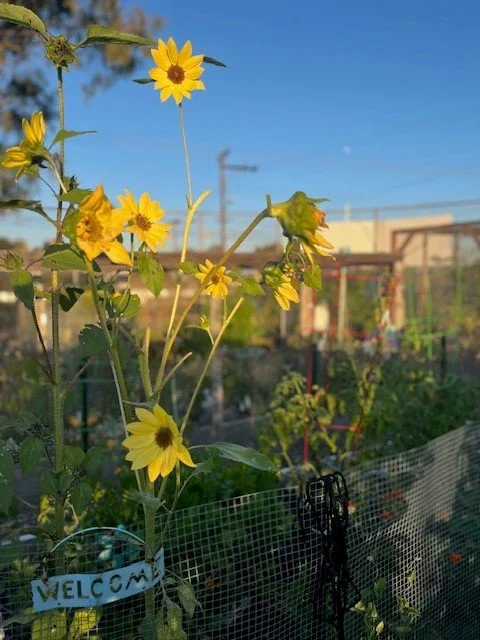 sunflowers in the plot.jpg